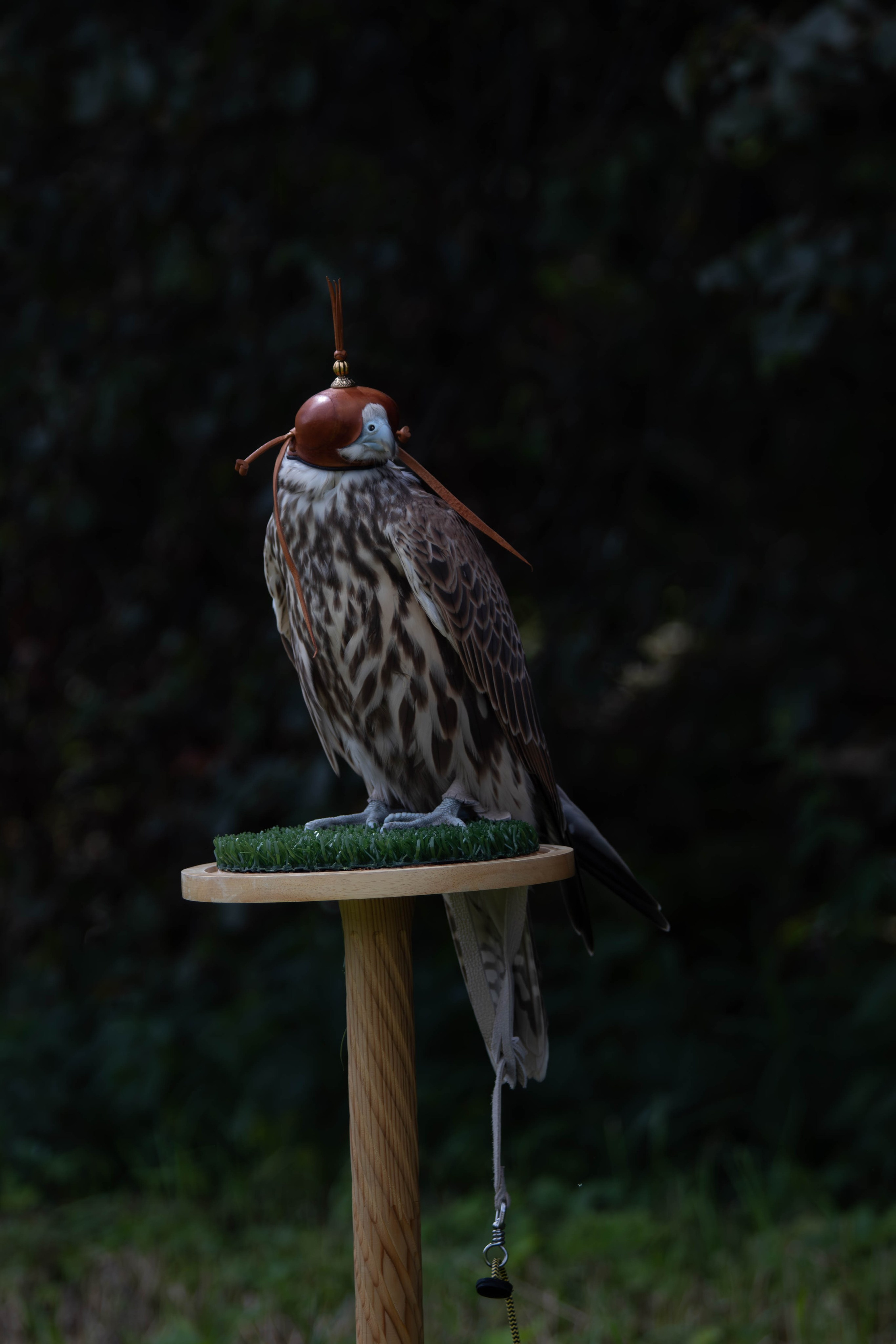 Охота как искусство Ясная поляна. Фотограф анималист — Тула, Москва