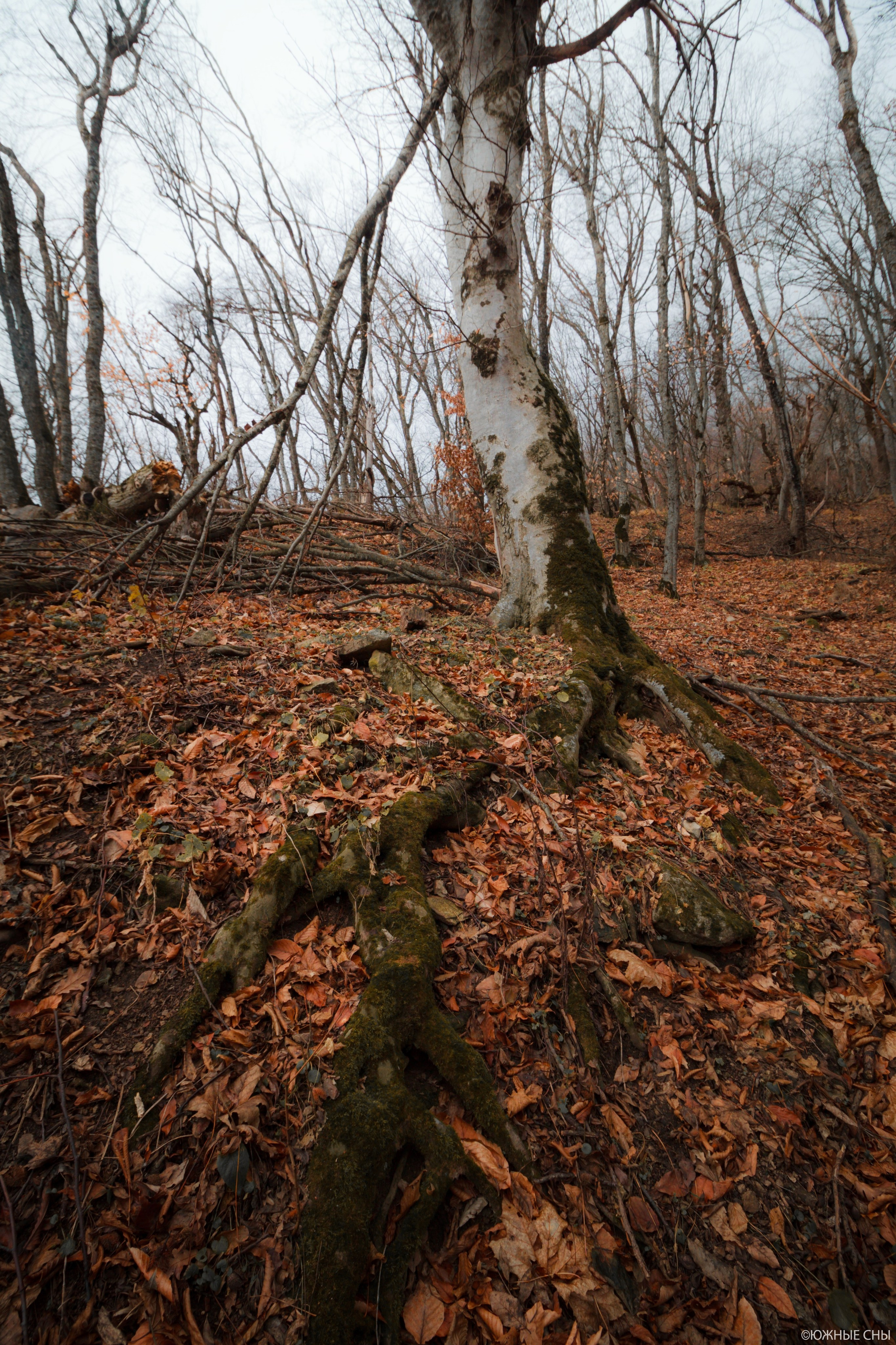 Лес на КМВ, гора Бештау