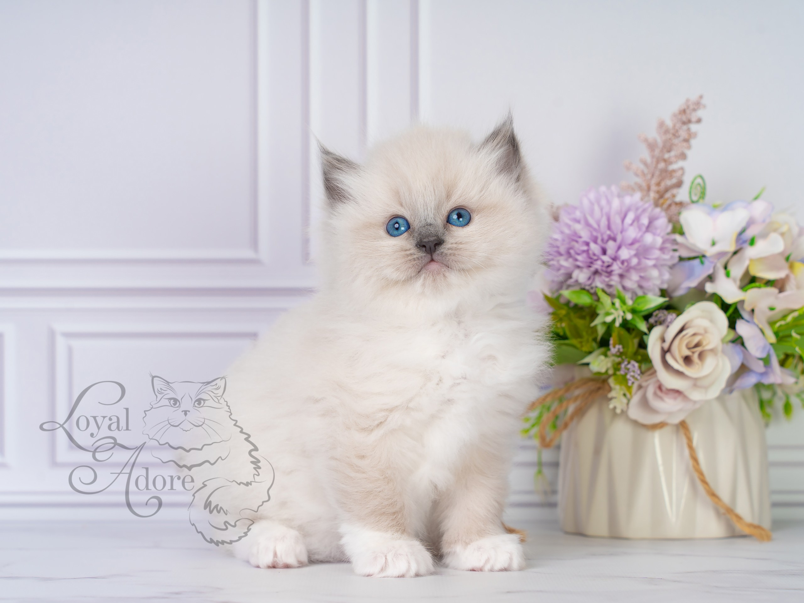 Котята рэгдолл от Loyal Adore. Питомник рэгдолл Loyal Adore