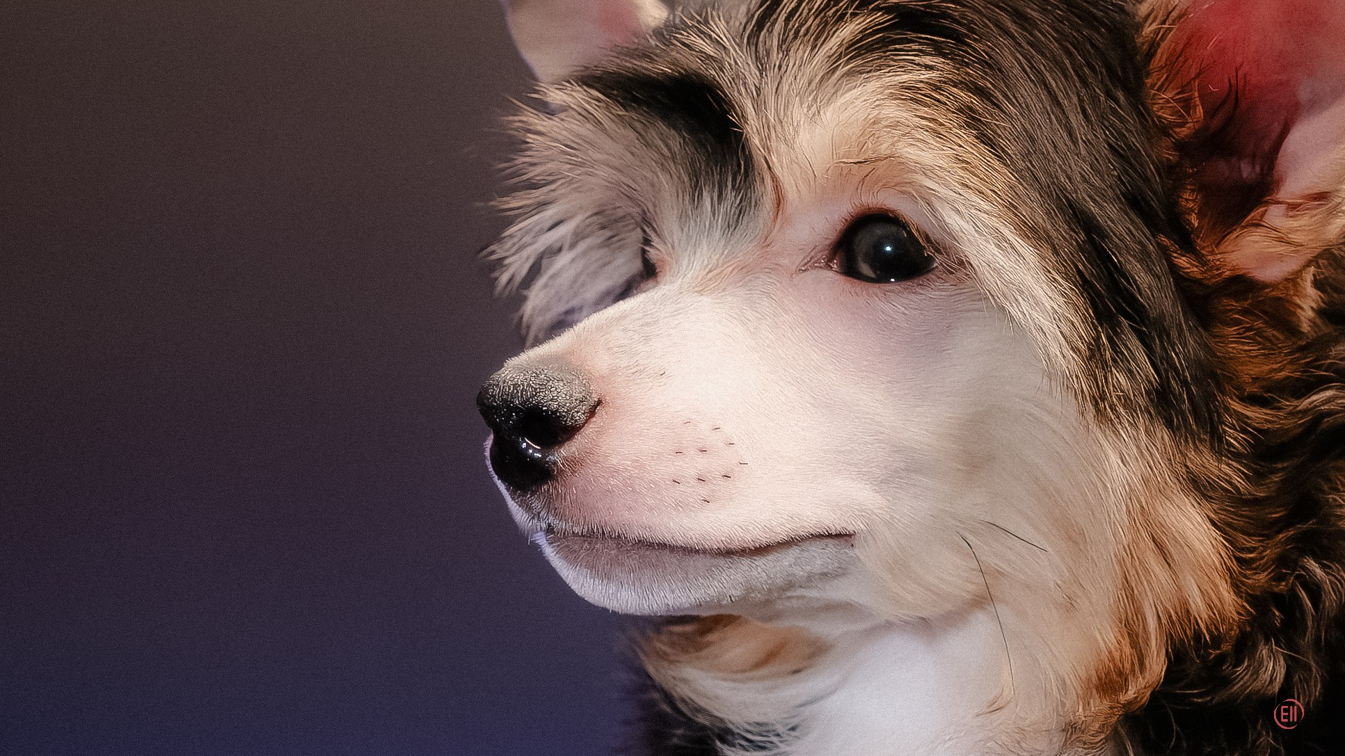 First photo session of the litter “F” of the Laisan Island kennel. Chinese Crested Dog Kennel Poale Ell