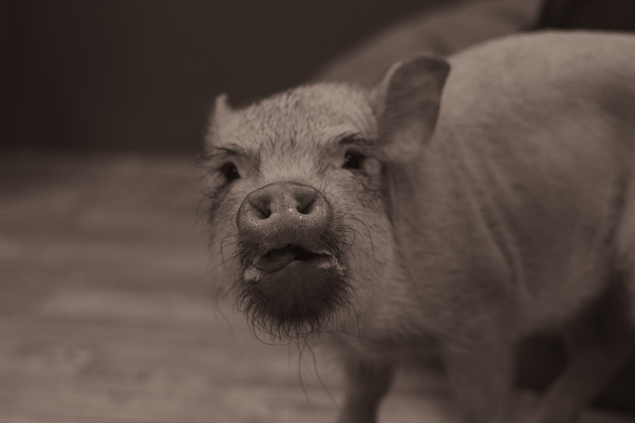 Хрюшки хрюшечные. Фотограф Москва, портрет, стрит, репортаж. Художественная фотосессия