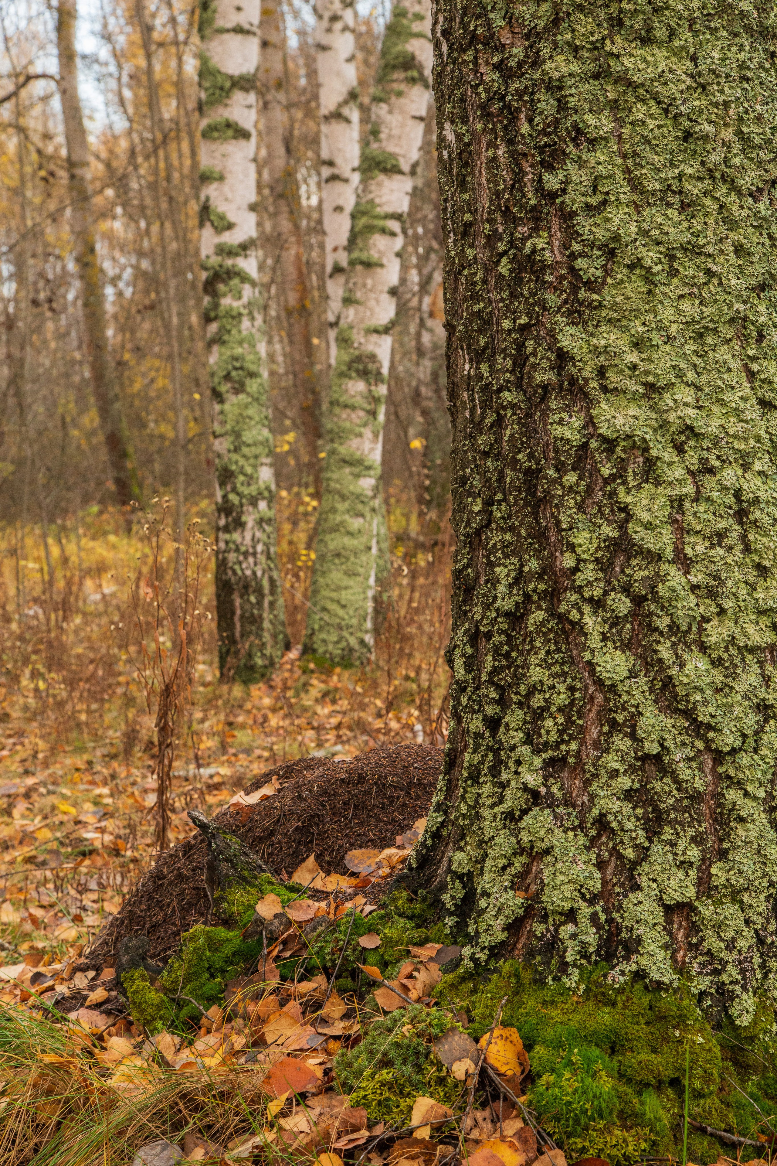 ТВОРЧЕСТВО. Творческая студия АЛНИфото