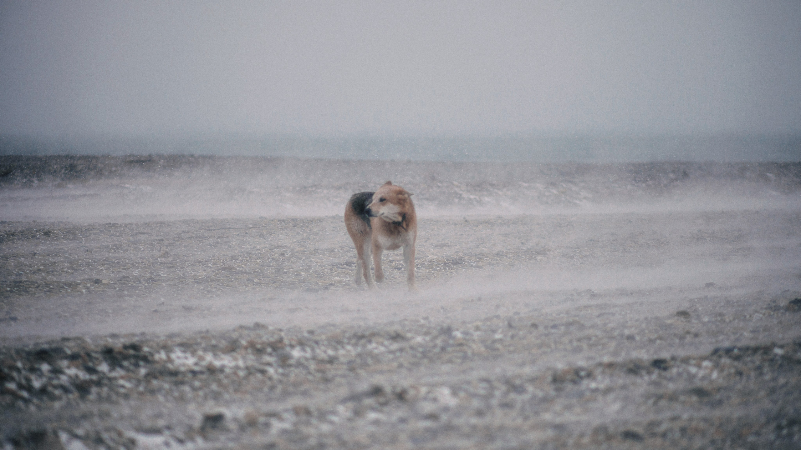 Улицы Люди на улицах Природа Животные — фотограф Оля Волчкова
