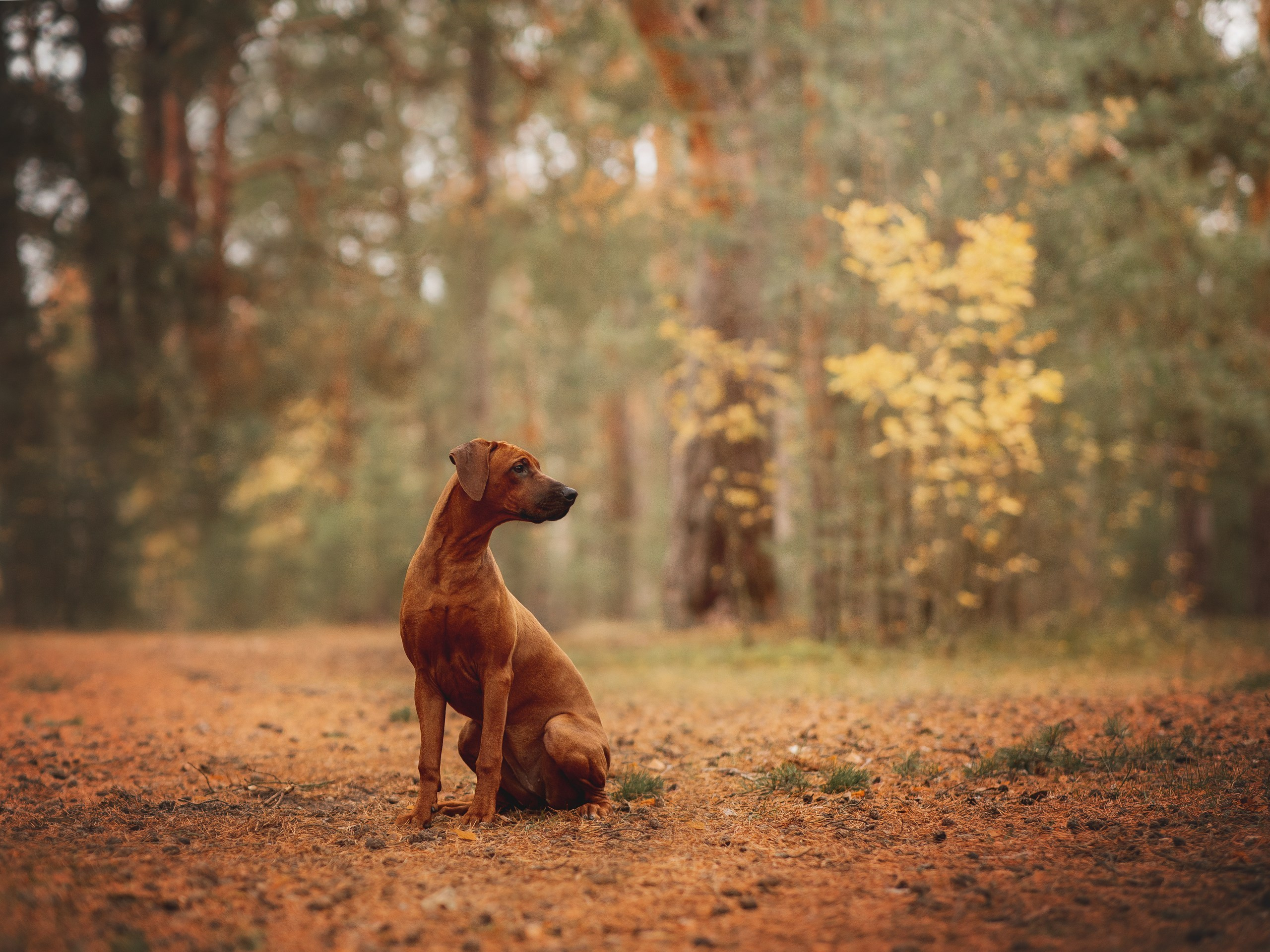 Софи. Родезийские Риджбеки в Санкт-Петербурге