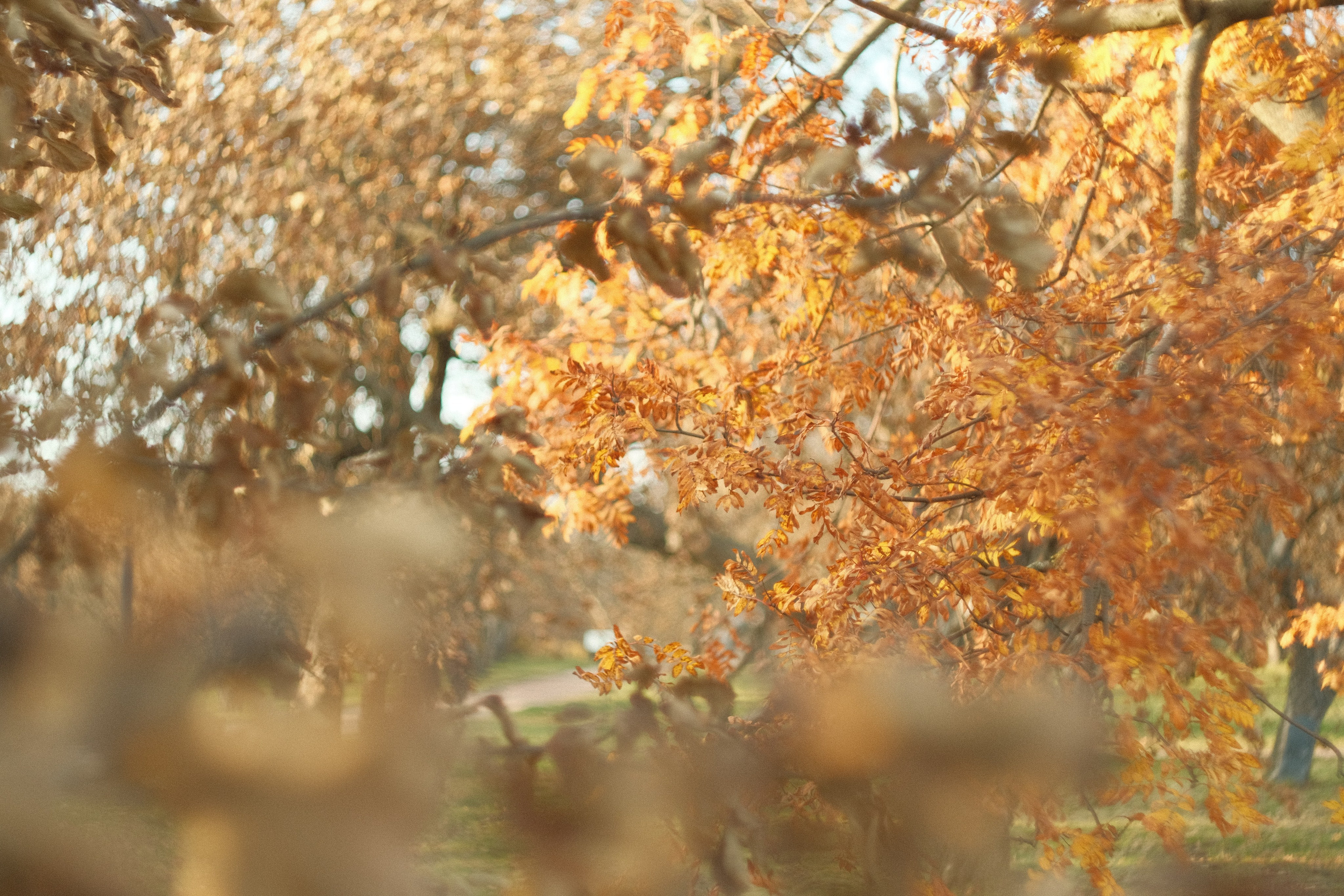 Коломенское, осень, объектив Гелиос 77м4. Фотограф в Москве Максим Скоробогатов
