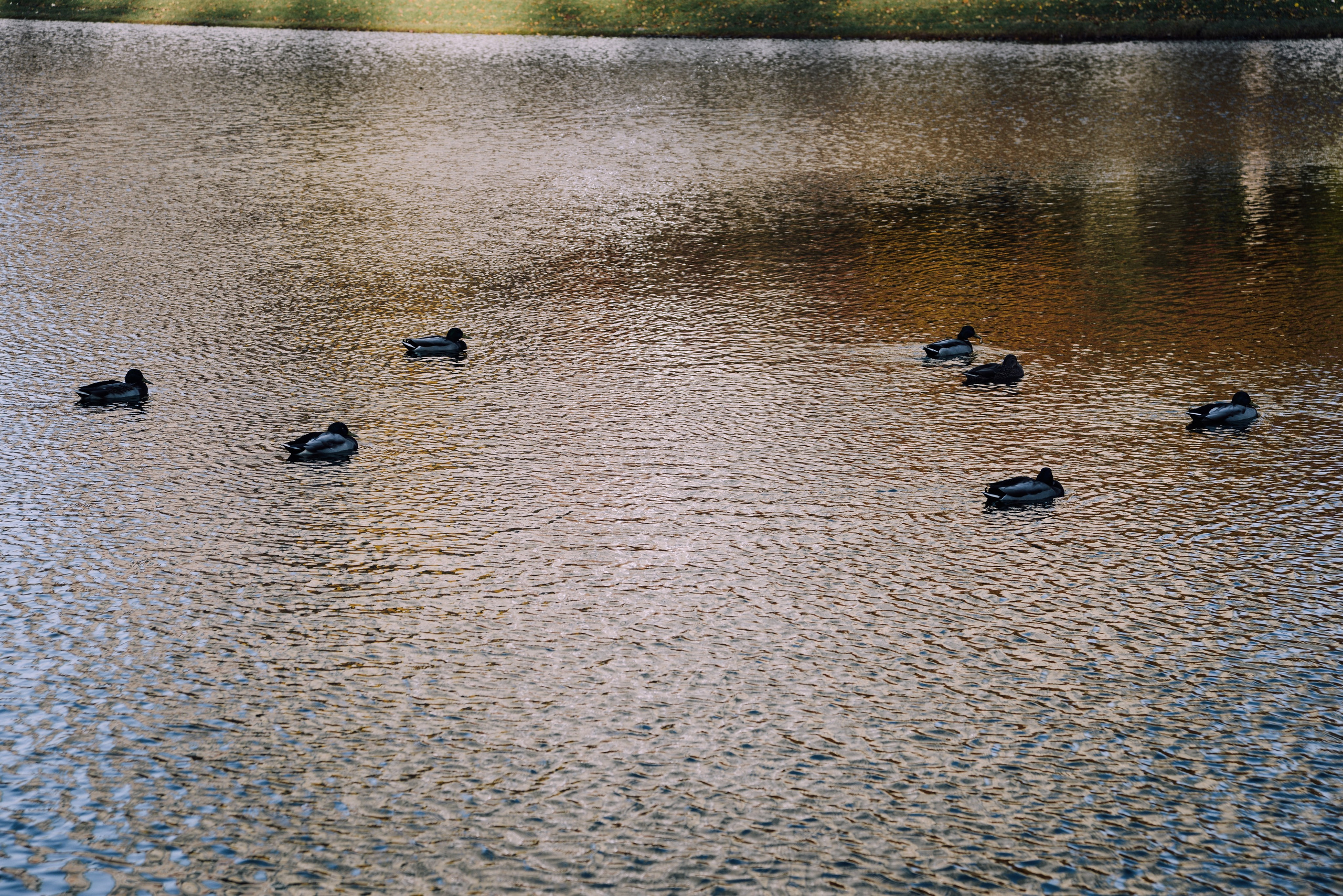Городские утки осенью в пруду