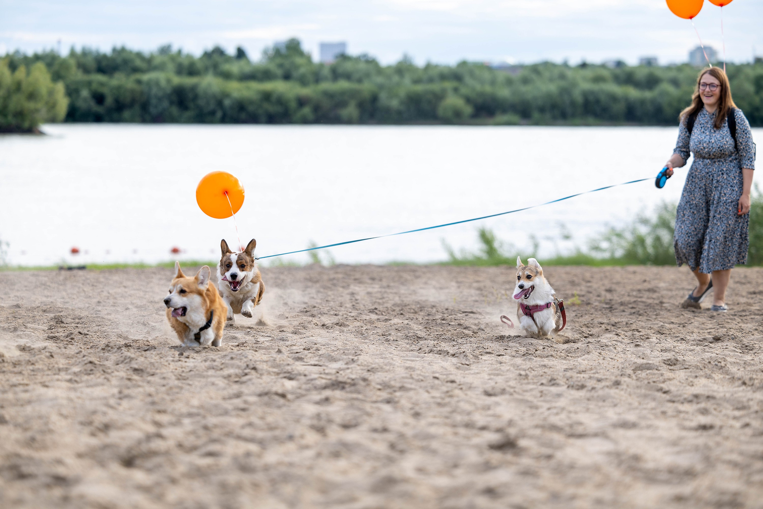 Корги-туса. Фотограф-анималист в Омске Екатерина Маричева