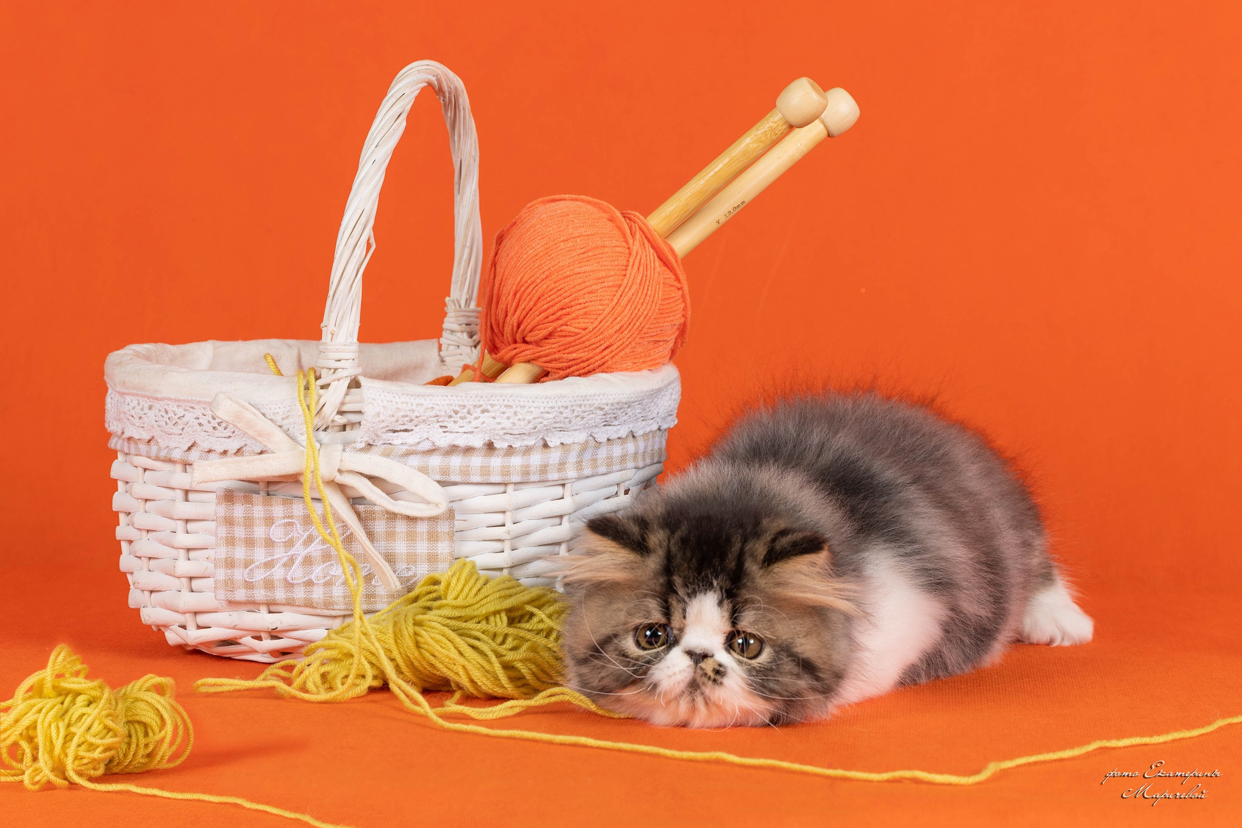 Студийная съёмка на моей территории. Фотограф-анималист в Омске Екатерина Маричева