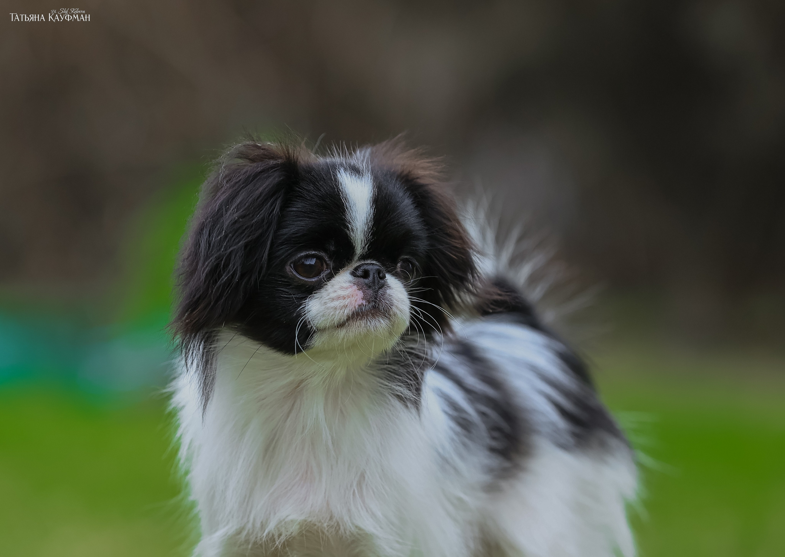 Японский хин, фотография японский хин, собака в цветах, красивая собака, фотограф анималист, фотокурс Анималистика, научиться фотографировать собак, фотограф Новосибирск