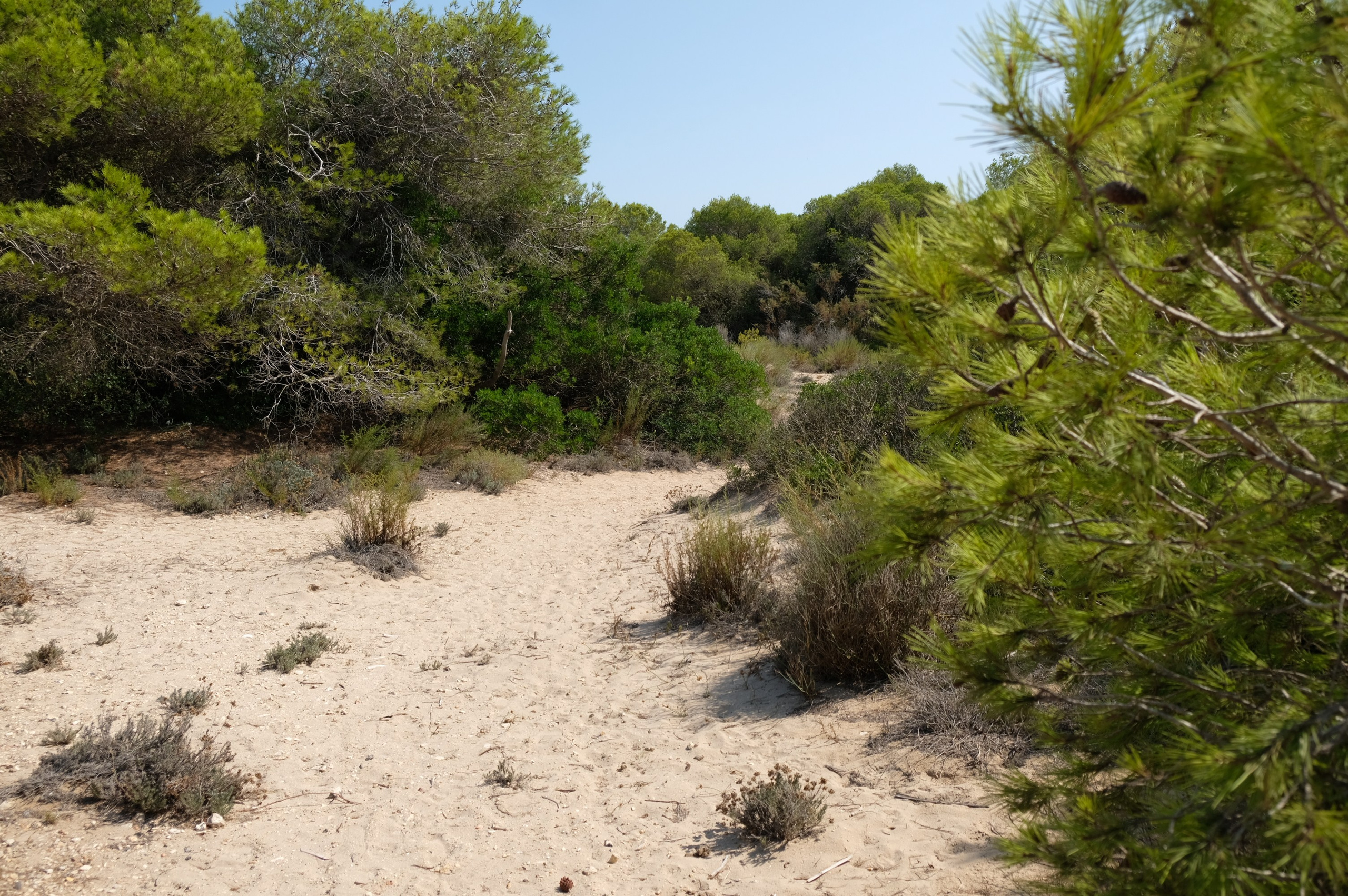 Парк Альбуфера в Валенсии (Испания). Гид и фотограф в Валенсии Новиков Михаил