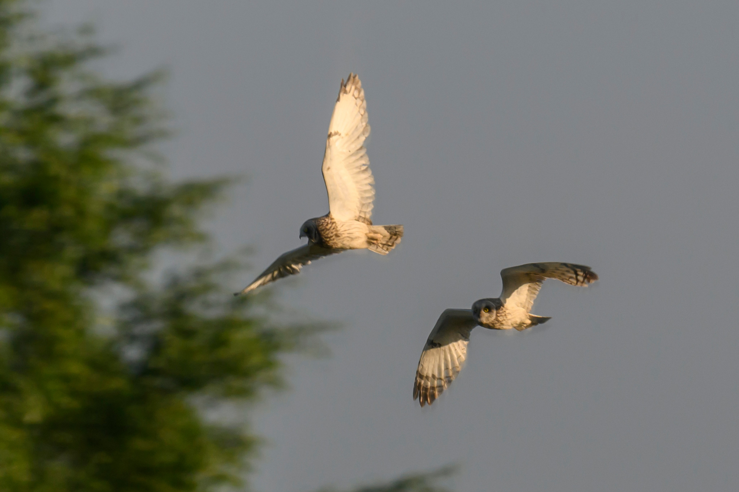 Битва сов и кормление совят. The Owl Battle and Feeding the Nestlings. Фотограф Сергей Пупонин