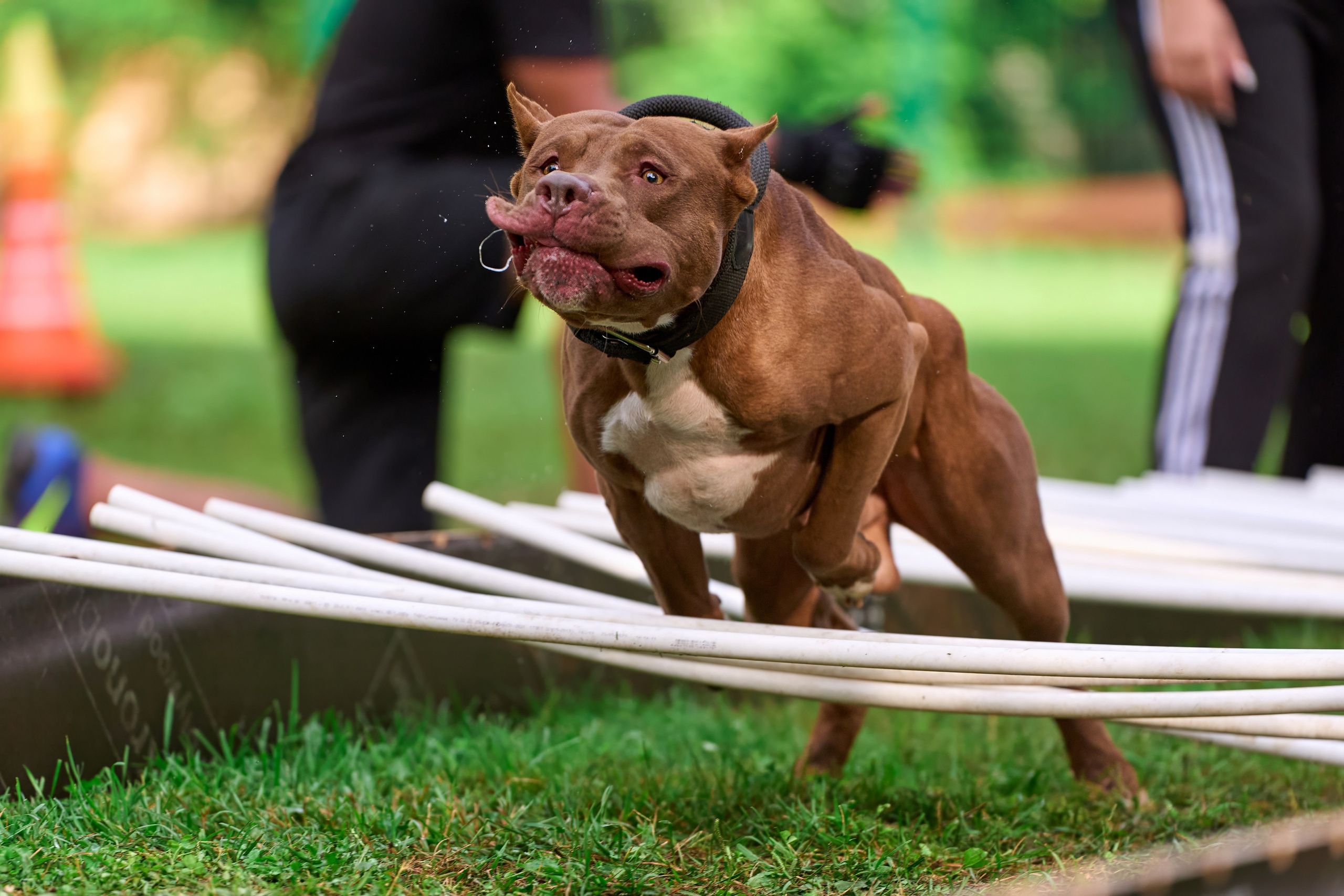 Jump'n'Gym JUMP! — 2024. Фотограф-анималист Михаил Манухин