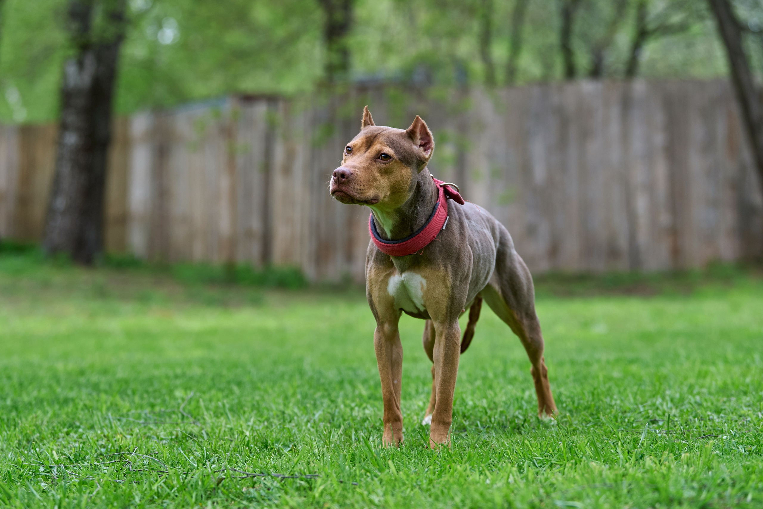 Фотосессия на площадке Jump'n'Gym. Фотограф-анималист Михаил Манухин