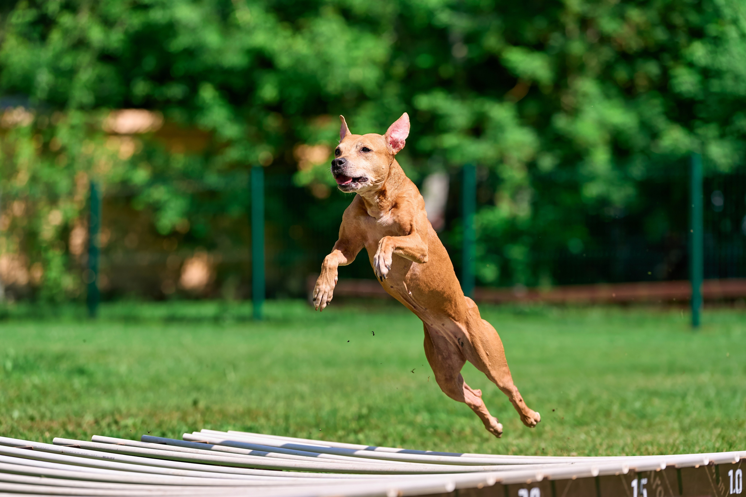 Двухдневные соревнования «Jump'n'Gym Fest — 2024». Фотограф-анималист Михаил Манухин