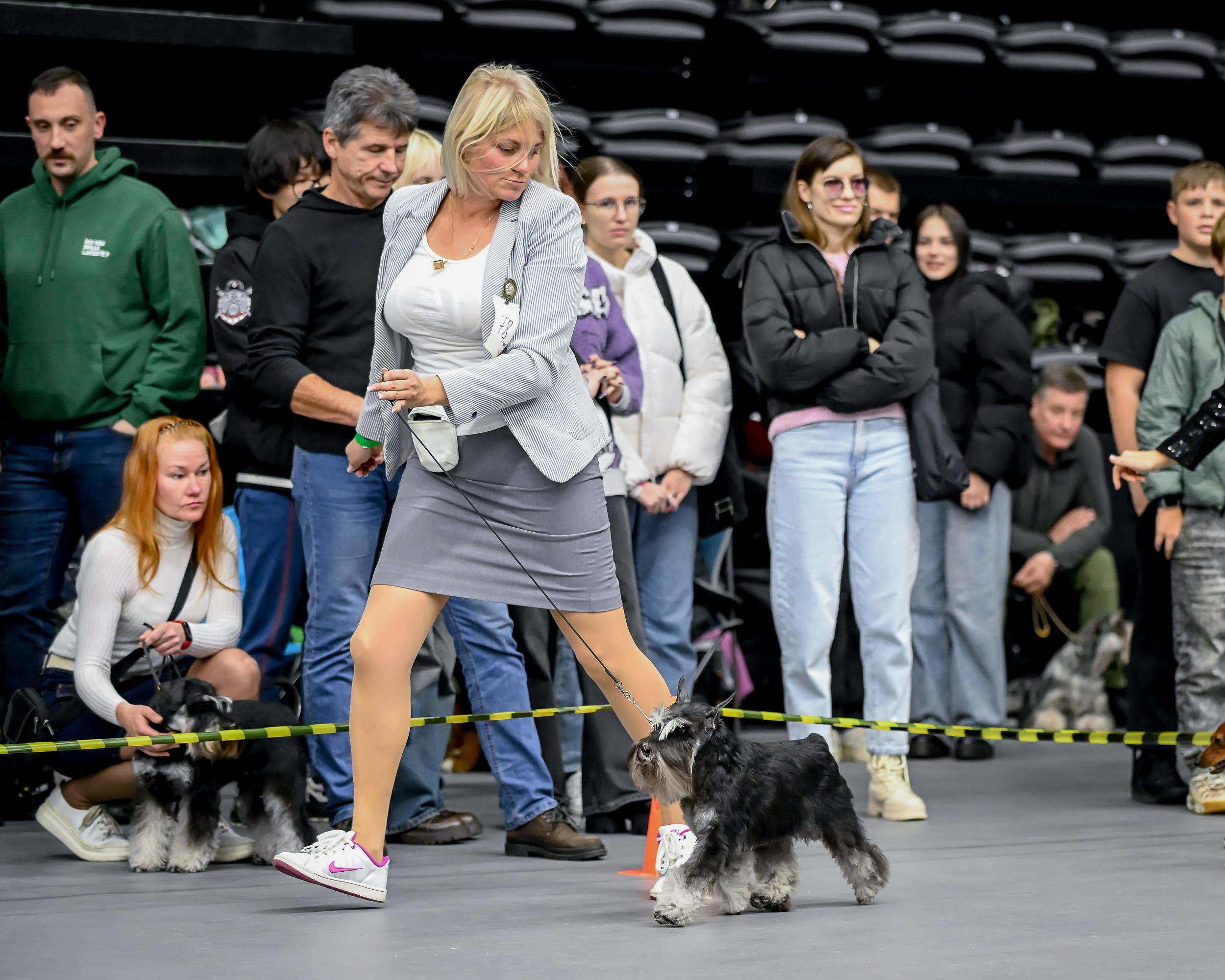 Софи/Asson Ari Vivien Marceau. Питомник цвергшнауцеров в Беларуси «Делинсо Бэлэнс»