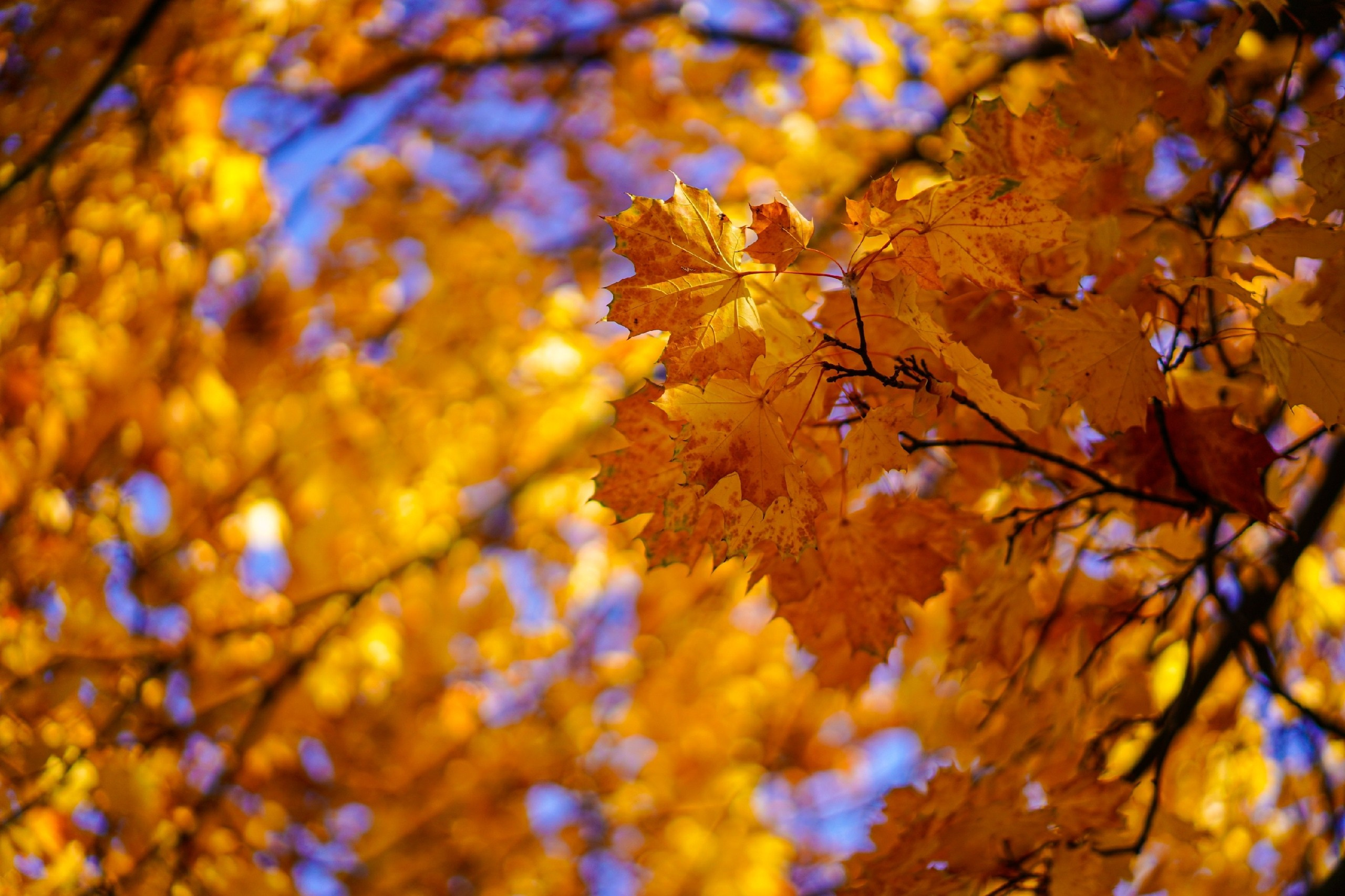 Репортажный и портретный фотограф / видеограф (СПБ)