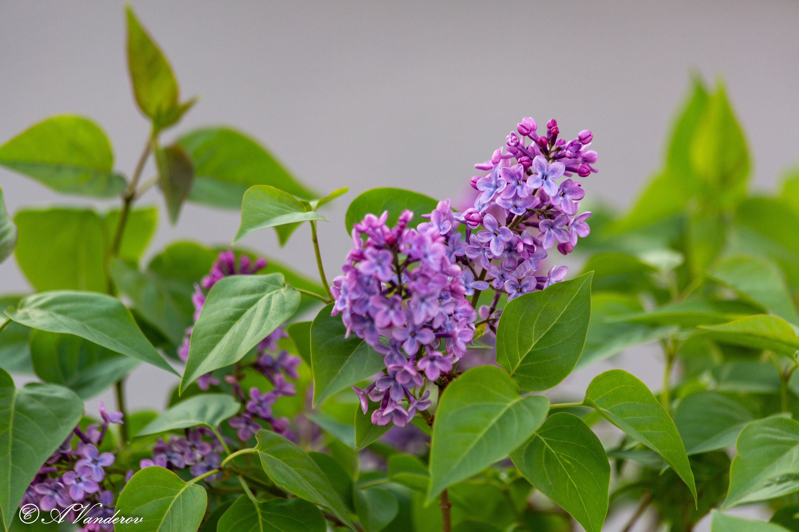 Прогулка 22.05.2024. Фотограф Омск | Александр Вандеров