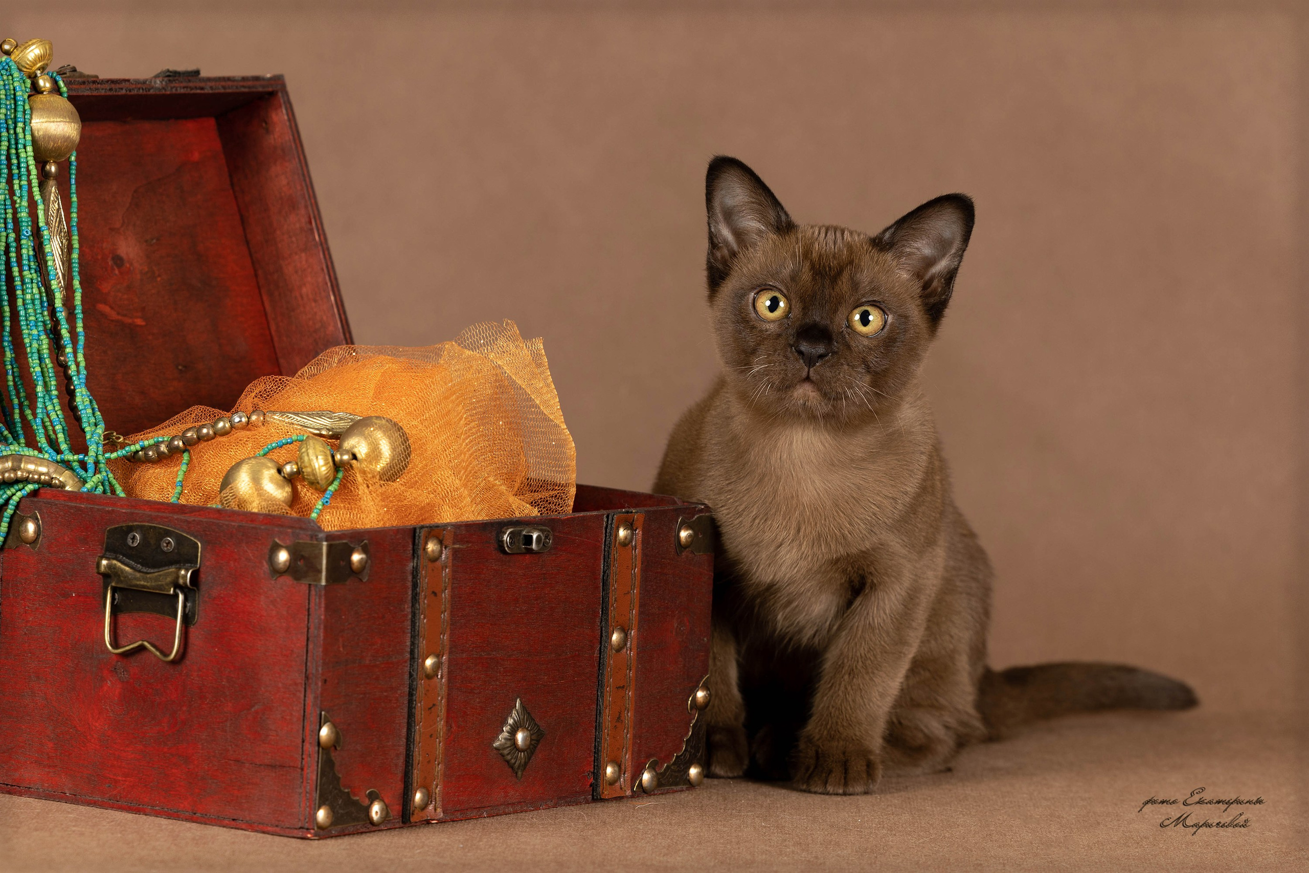 Студийная съёмка на моей территории. Фотограф-анималист в Омске Екатерина Маричева