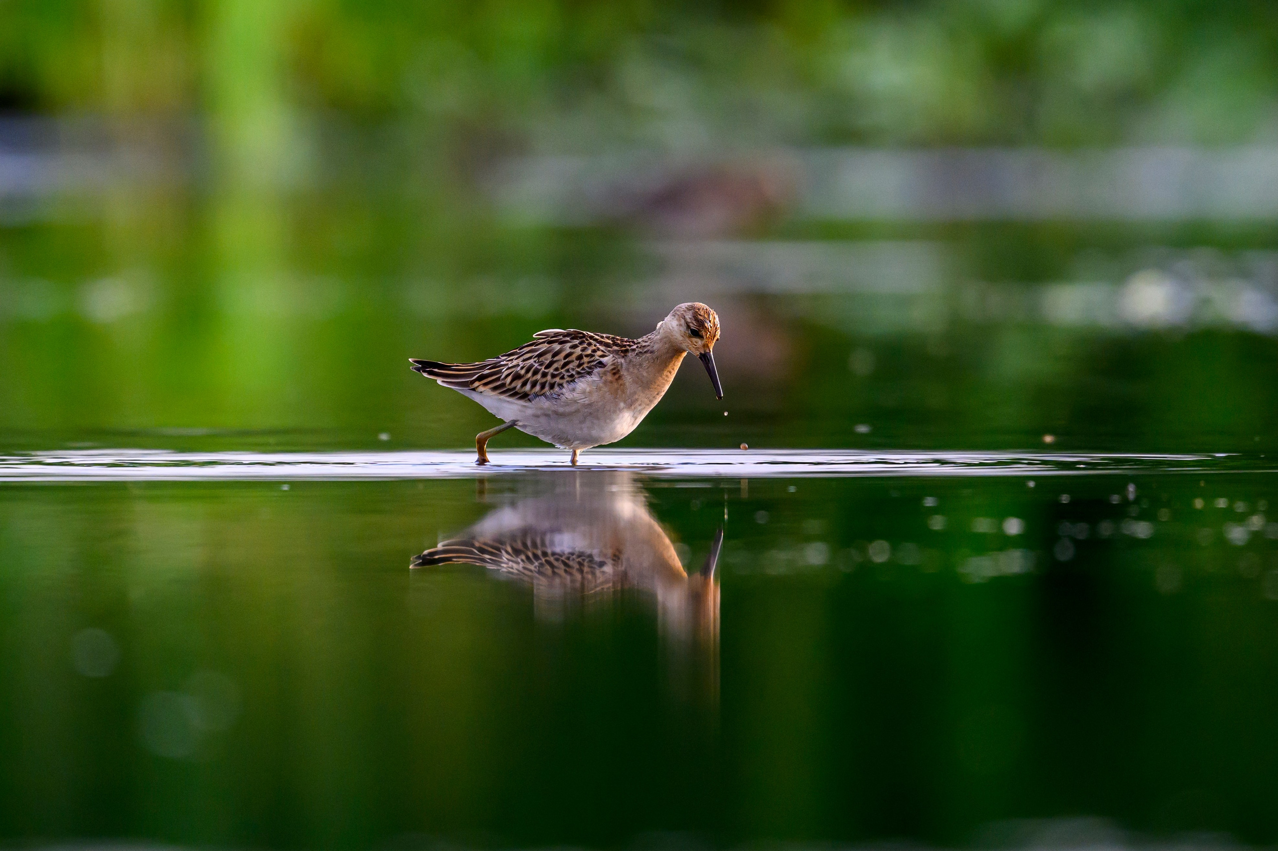 Веретенники, фифи и турухтаны. Godwits, Wood sandpipers and Ruffs. Фотограф Сергей Пупонин