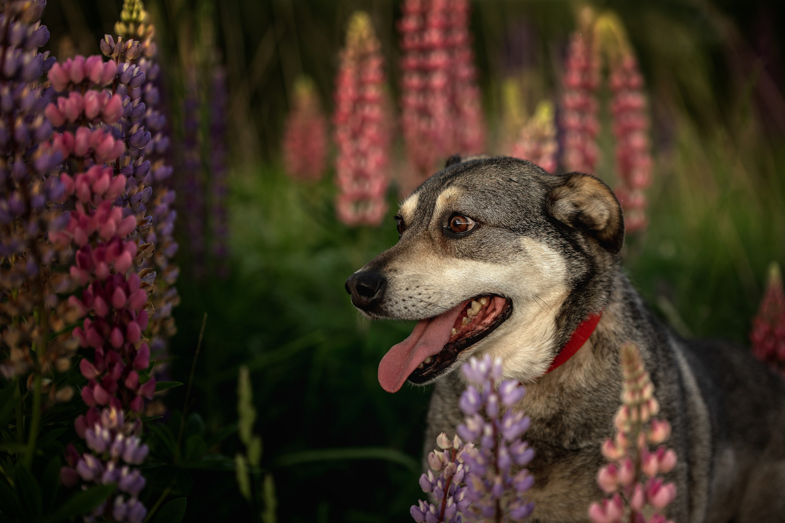 ИЩУТ ДОМ. Фотограф-анималист в Москве и Подмосковье