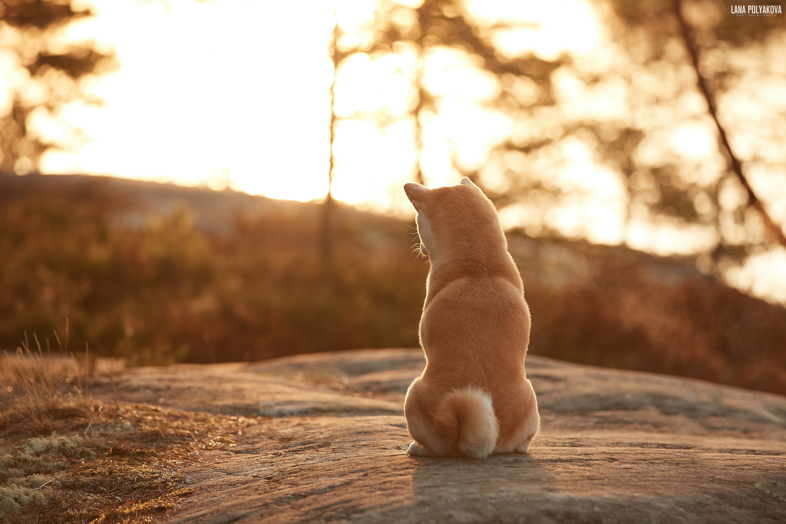 ВЫЕЗДНЫЕ ФОТОСЕССИИ СОБАК. ФОТОГРАФ-АНИМАЛИСТ l LANA POLYAKOVA