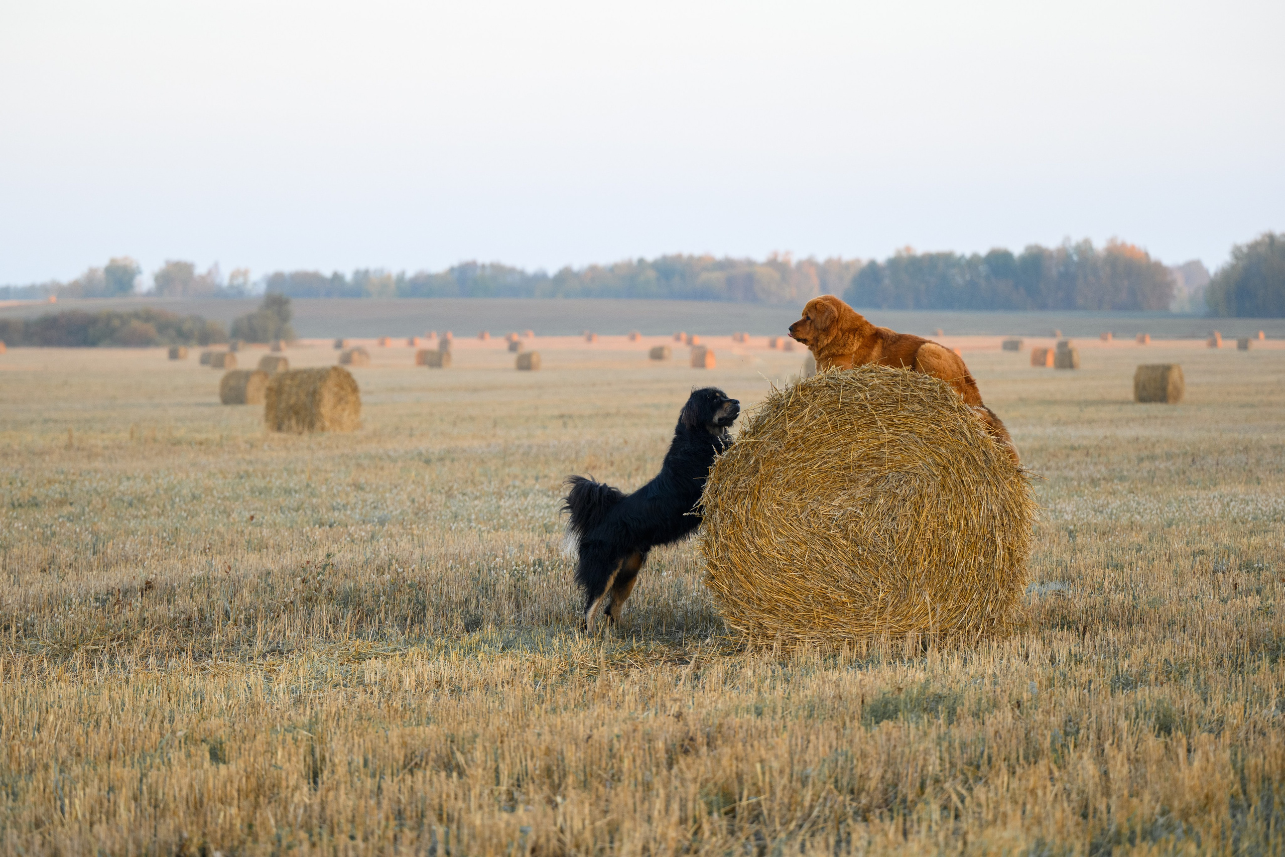 Мои Злата и Фред. -