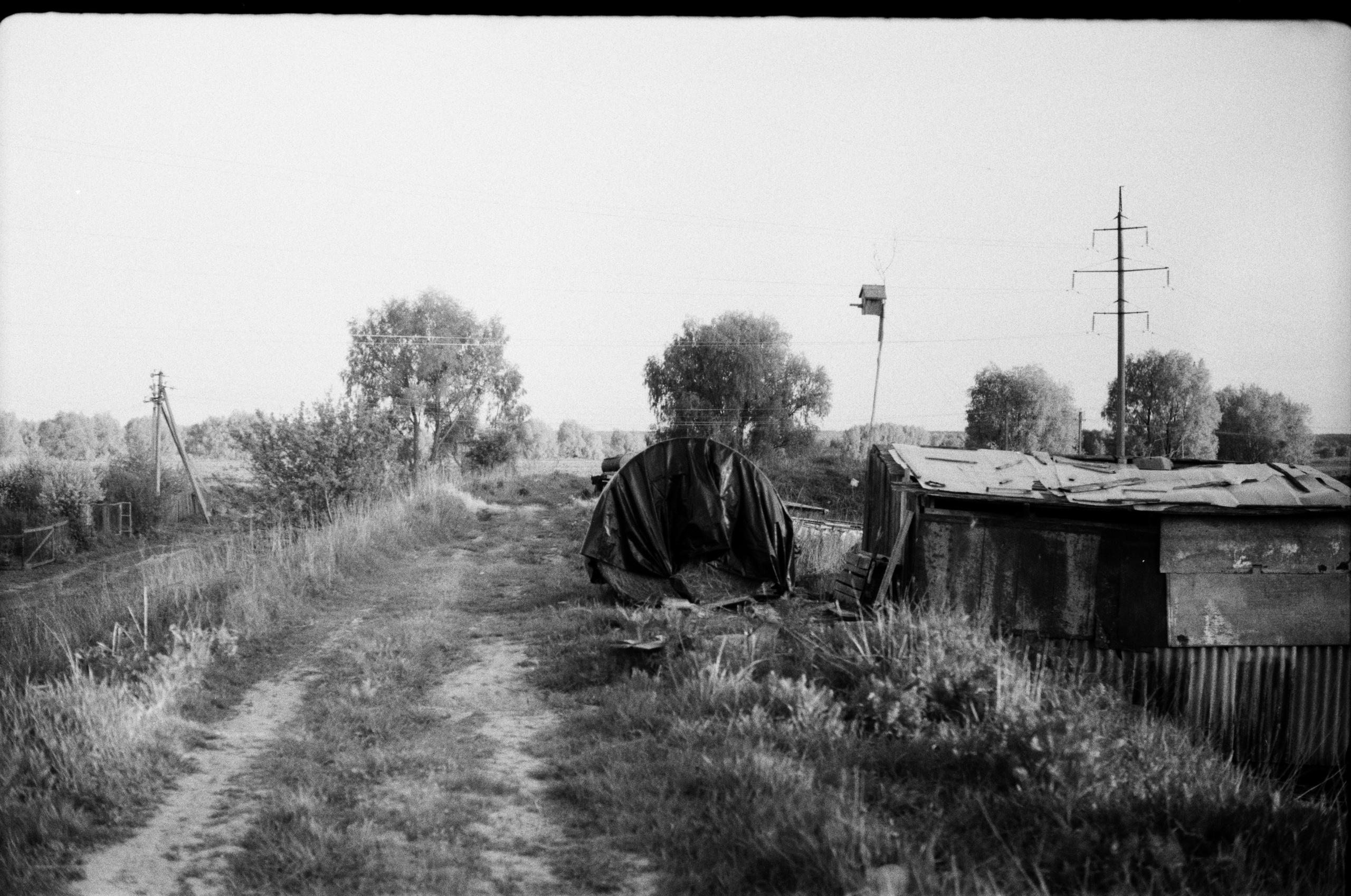 Плакучая ива. Фотограф-любитель Ксения Мирзоян