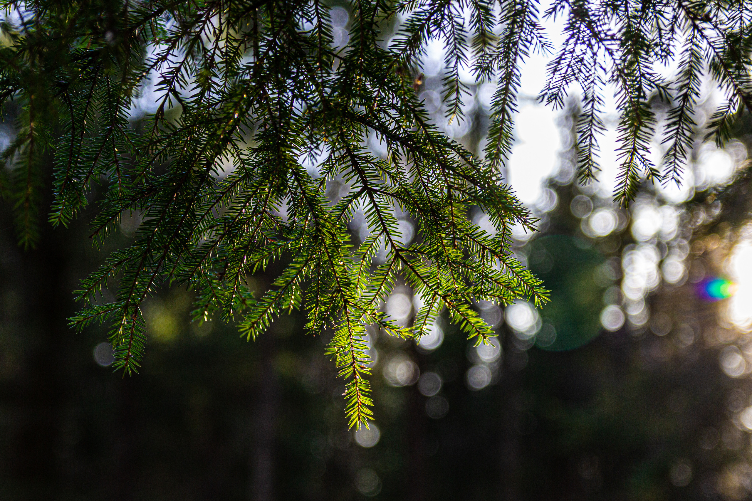 Скандинавский гастросплав с TravelCamp. Спортивный и outdoor фотограф Михаил Наволокин Москва