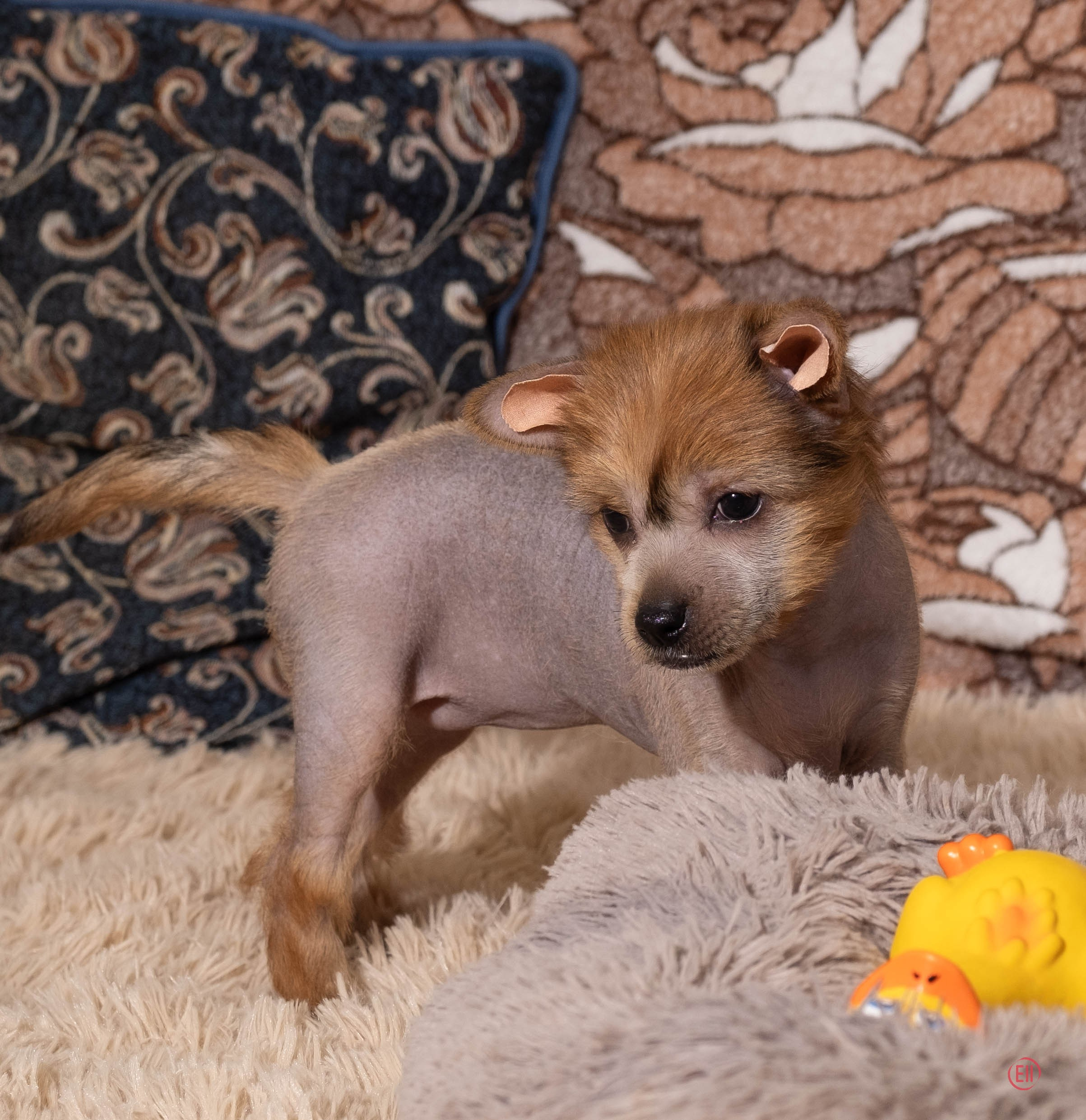 Poale Ell Gloria. Chinese Crested Dog Kennel Poale Ell