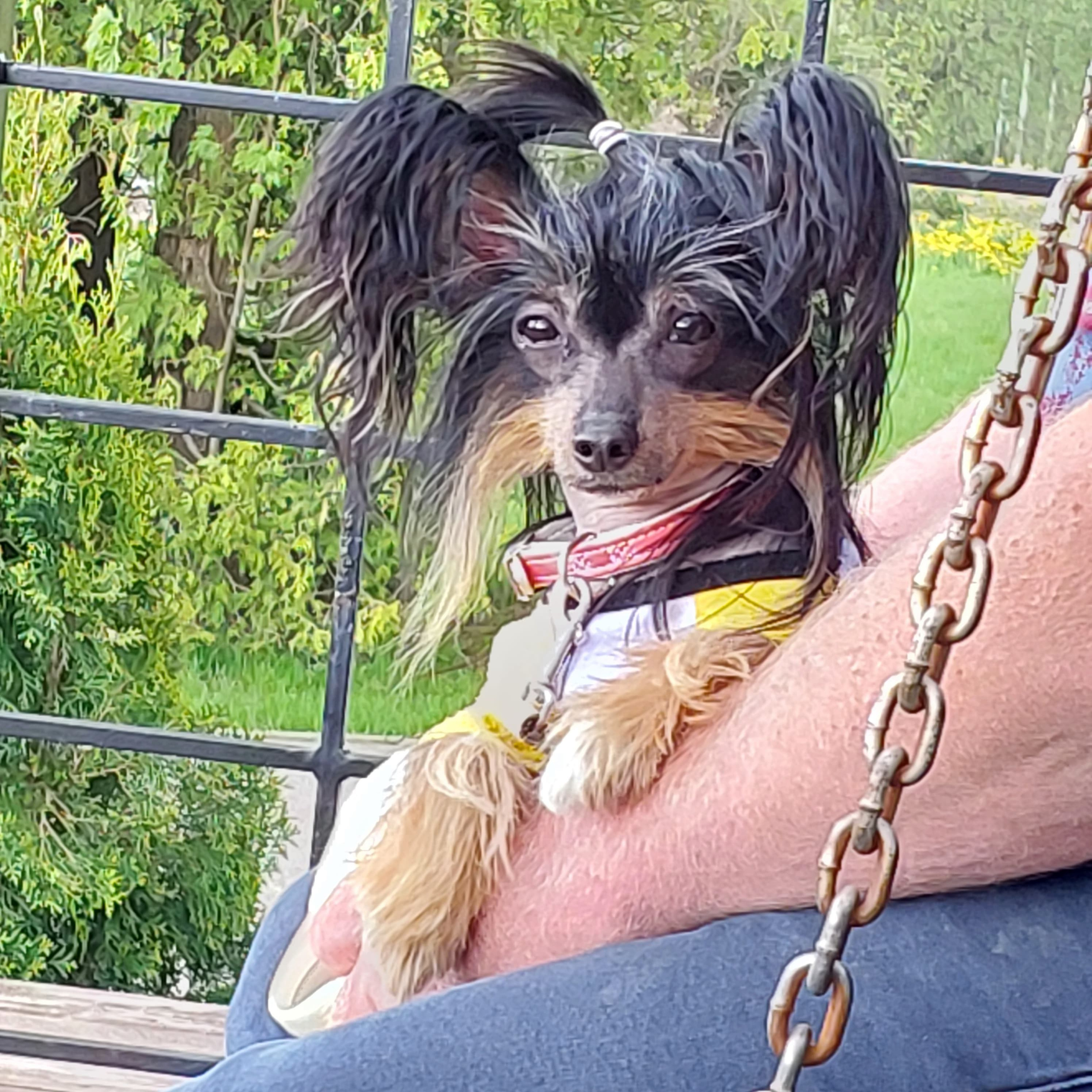 Our Vikusya is on vacation with her family. Chinese Crested Dog Kennel Poale Ell