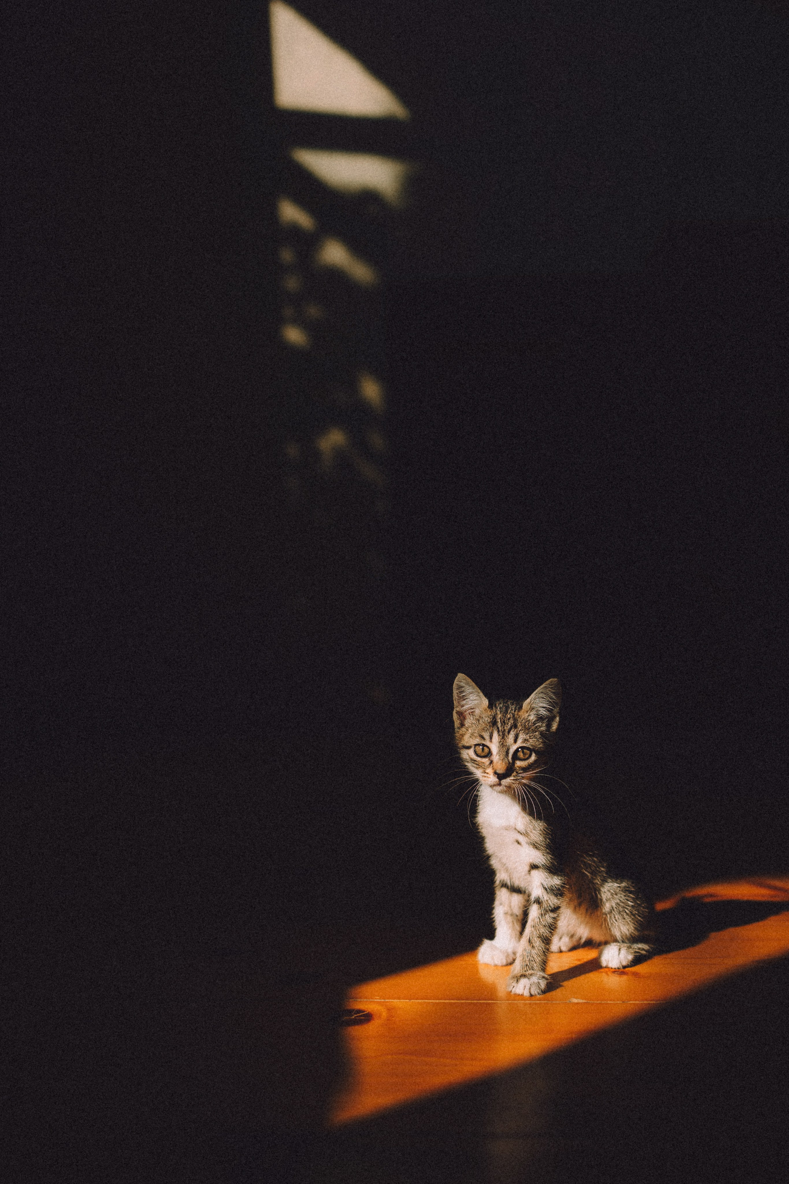 Более 30 идей для фотосессии с котенком