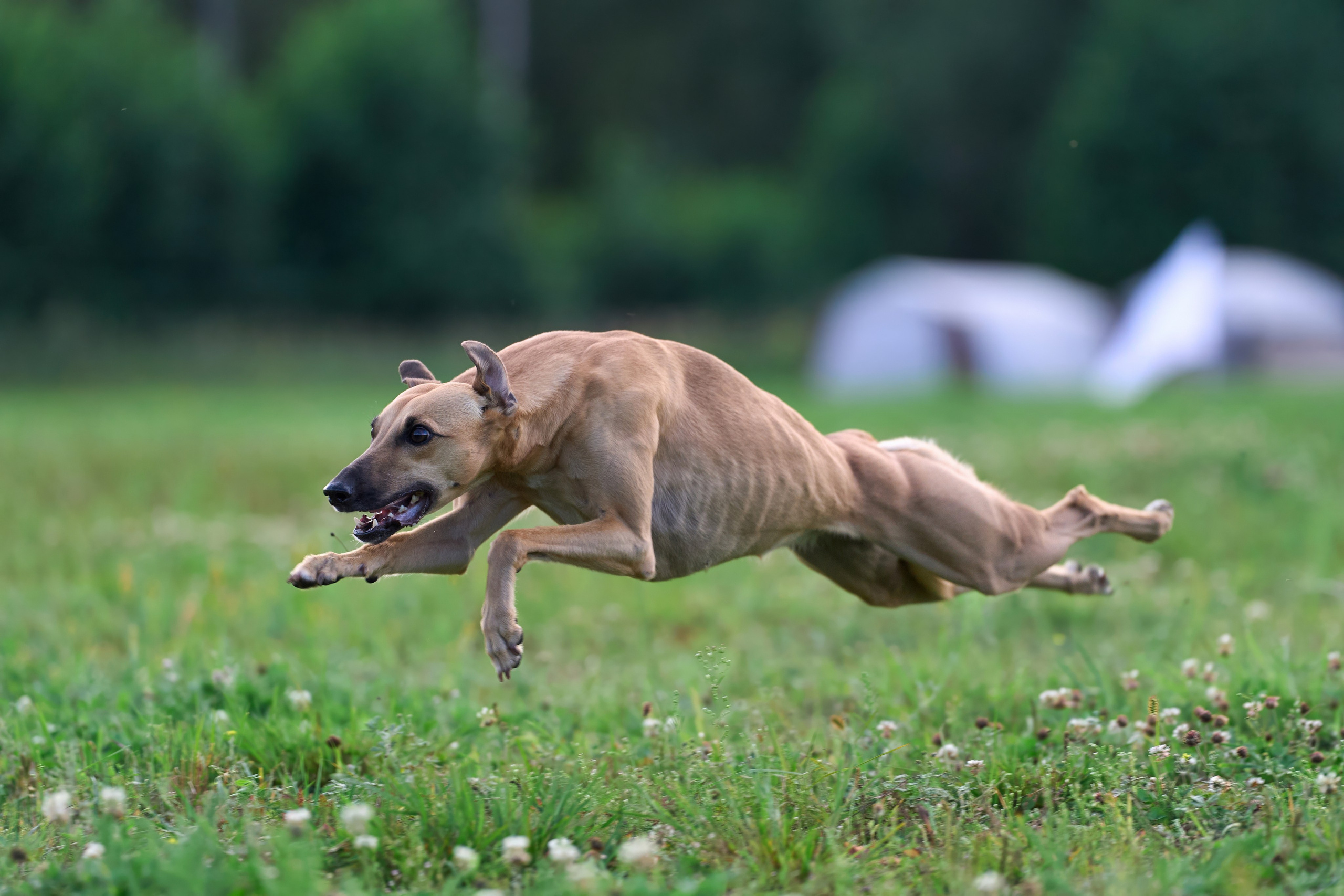 Тренировка в Донино. Фотограф-анималист Михаил Манухин