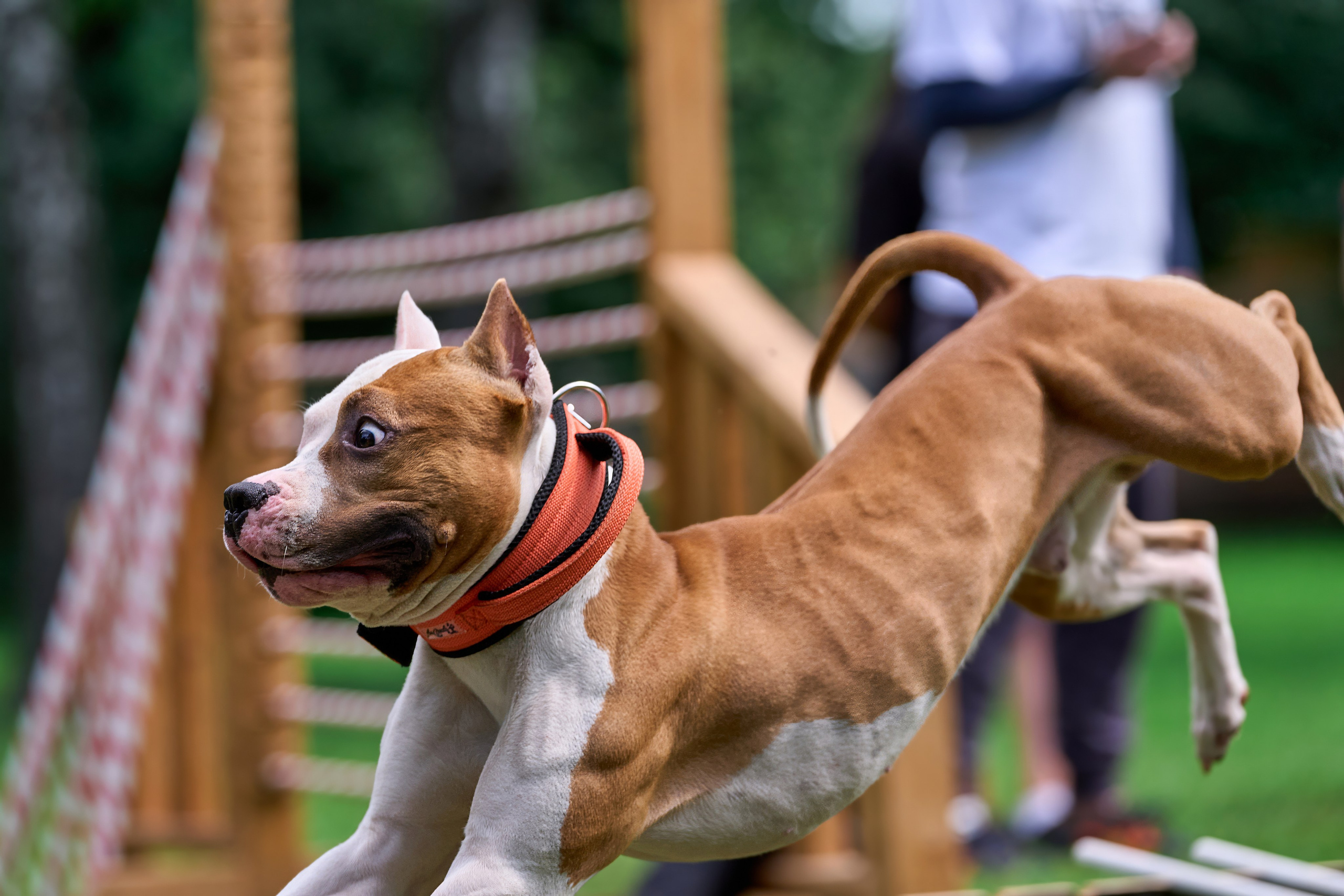 Двухдневные соревнования «Jump'n'Gym Fest — 2024». Фотограф-анималист Михаил Манухин