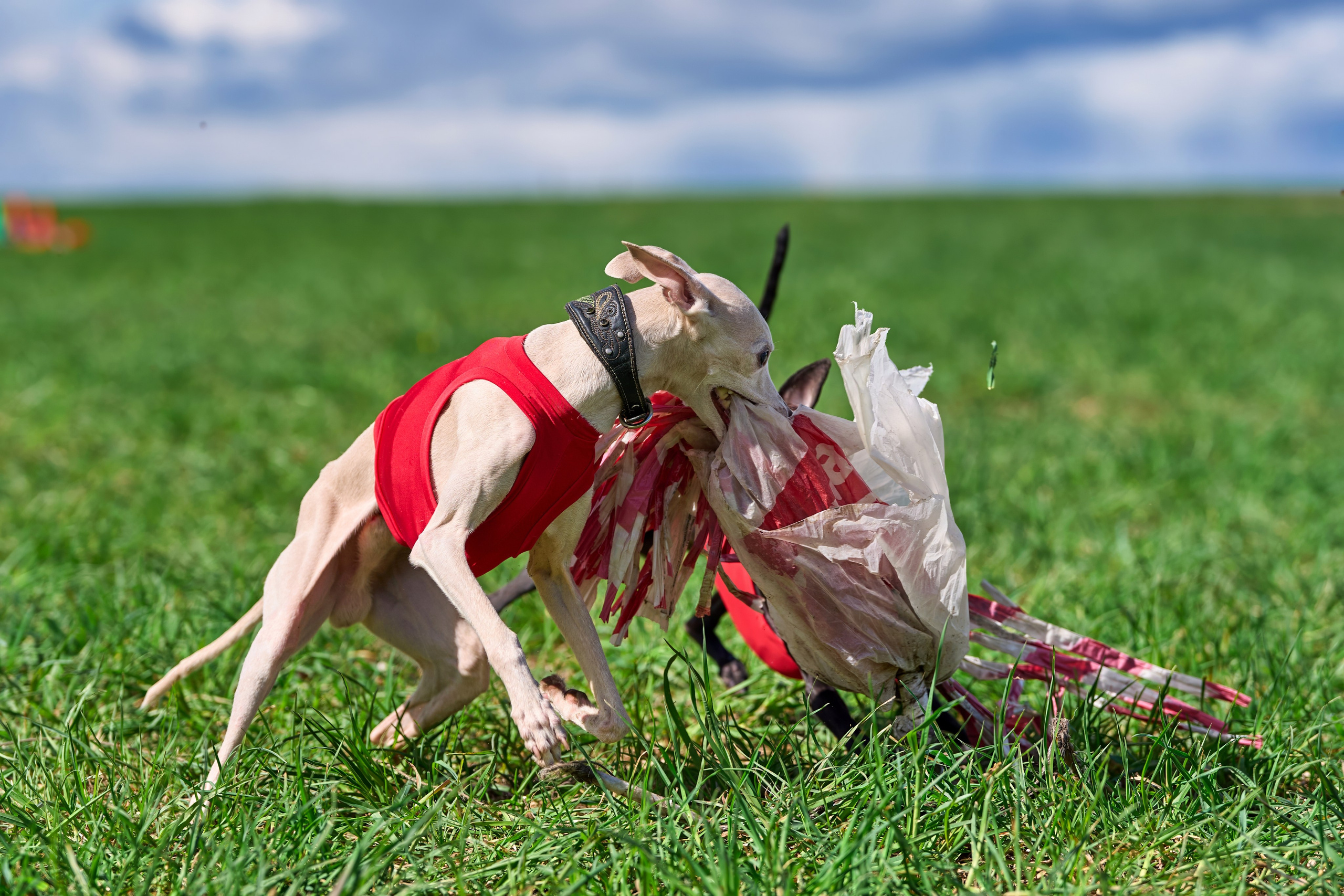 Тренировка по курсингу «на Ярославке». Фотограф-анималист Михаил Манухин