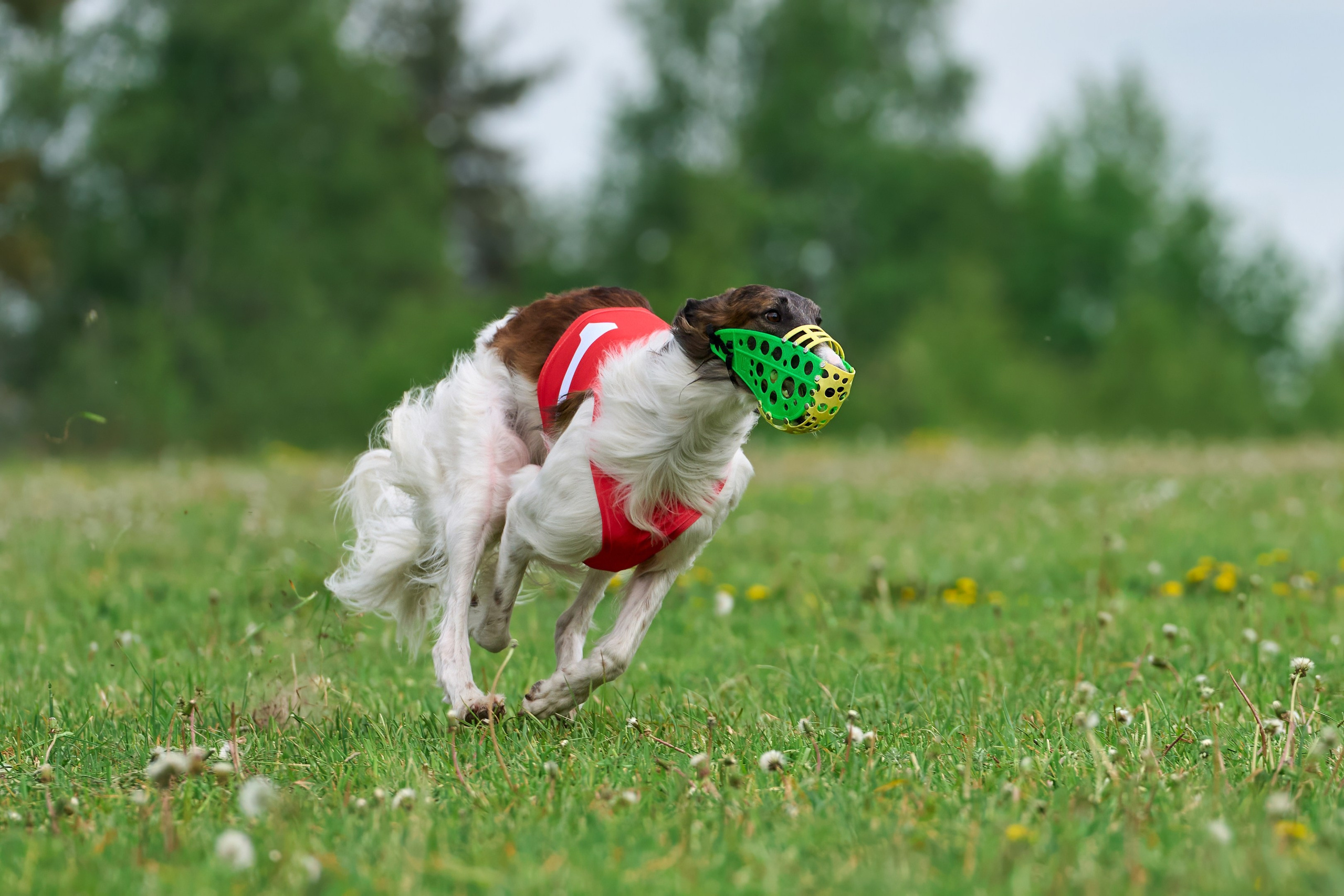 Квалификация по рейсингу. РАЛББ и Курсинг на Ярославке. Фотограф-анималист Михаил Манухин