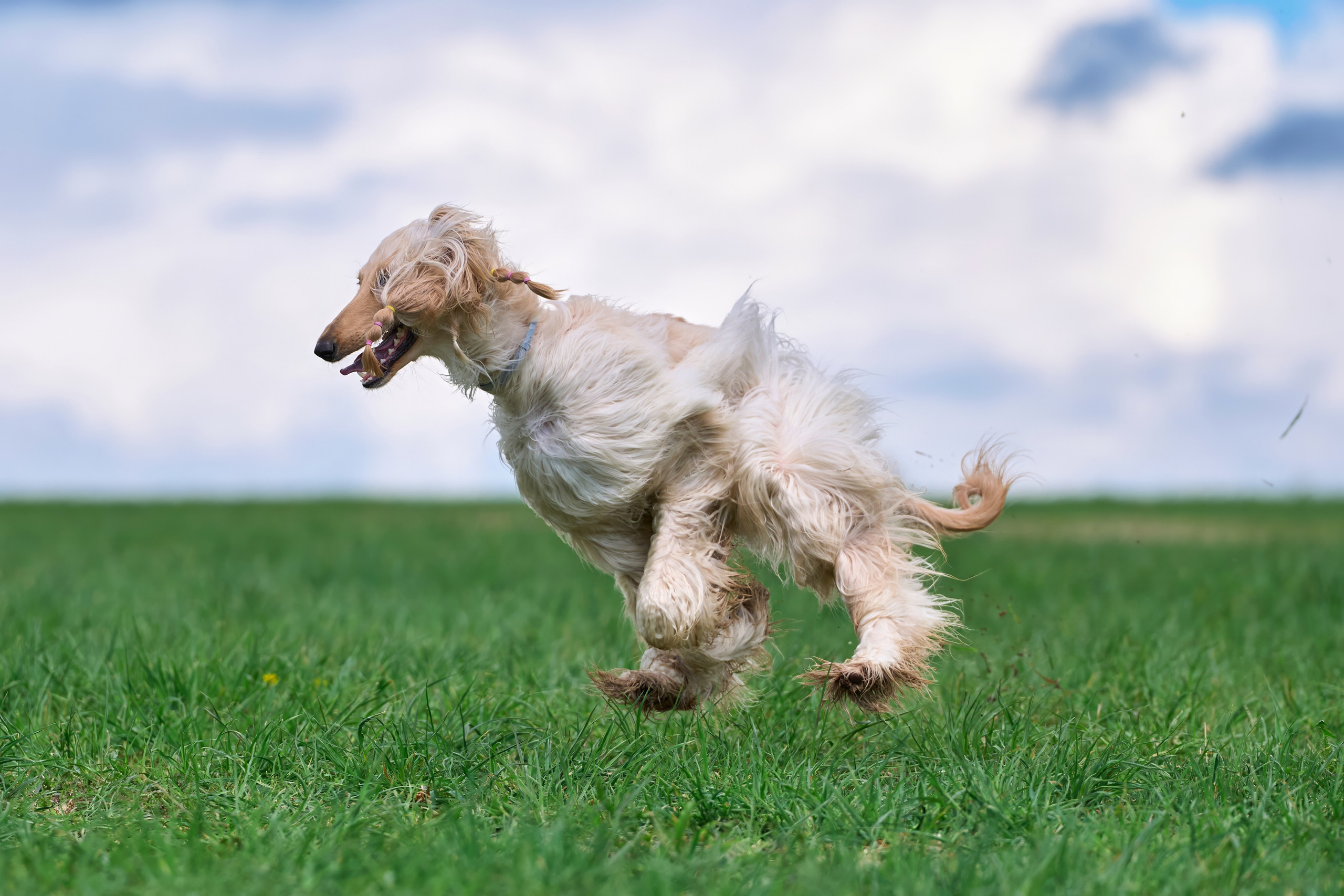 Тренировка по курсингу «на Ярославке». Фотограф-анималист Михаил Манухин