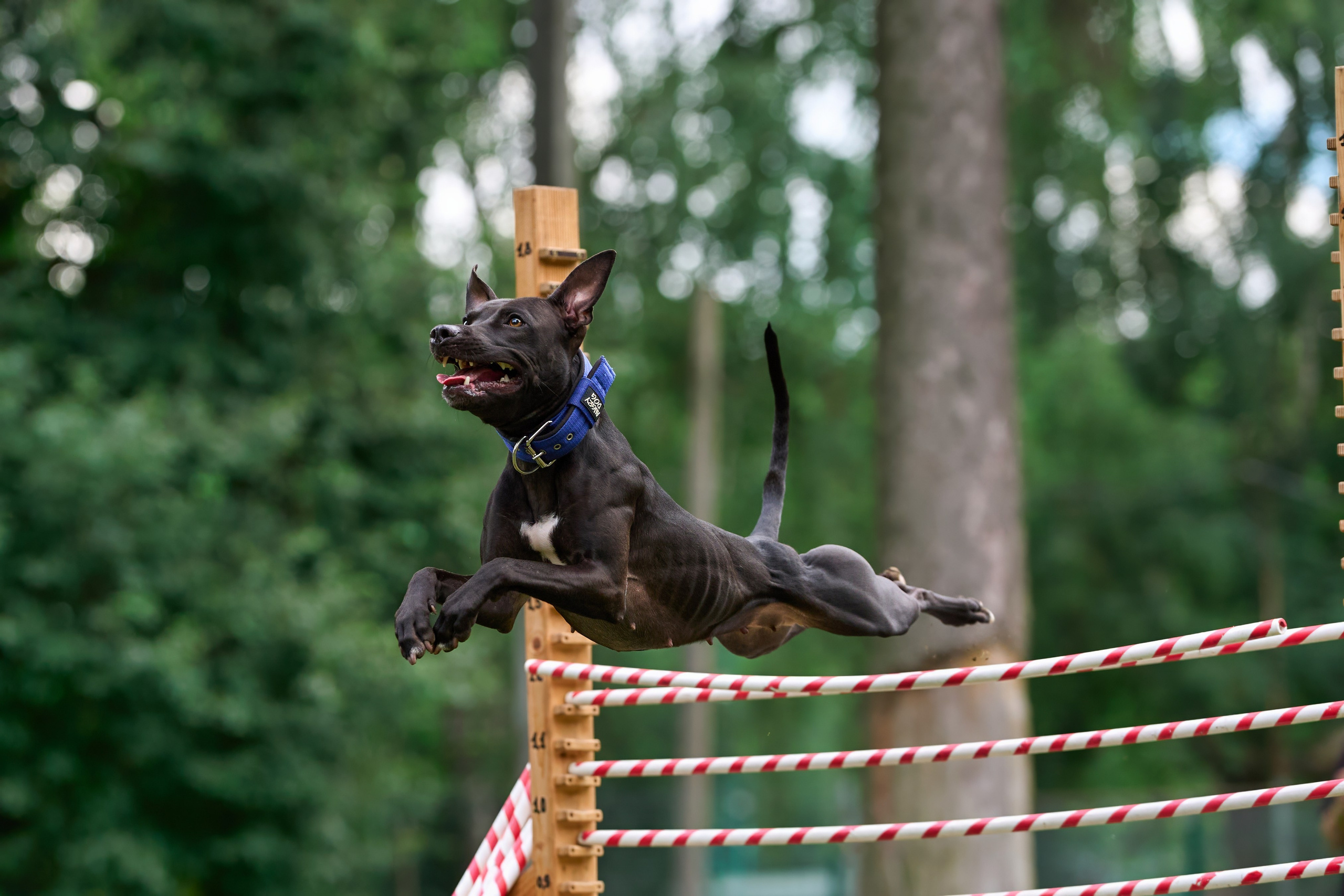 Jump'n'Gym JUMP! — 2024. Фотограф-анималист Михаил Манухин