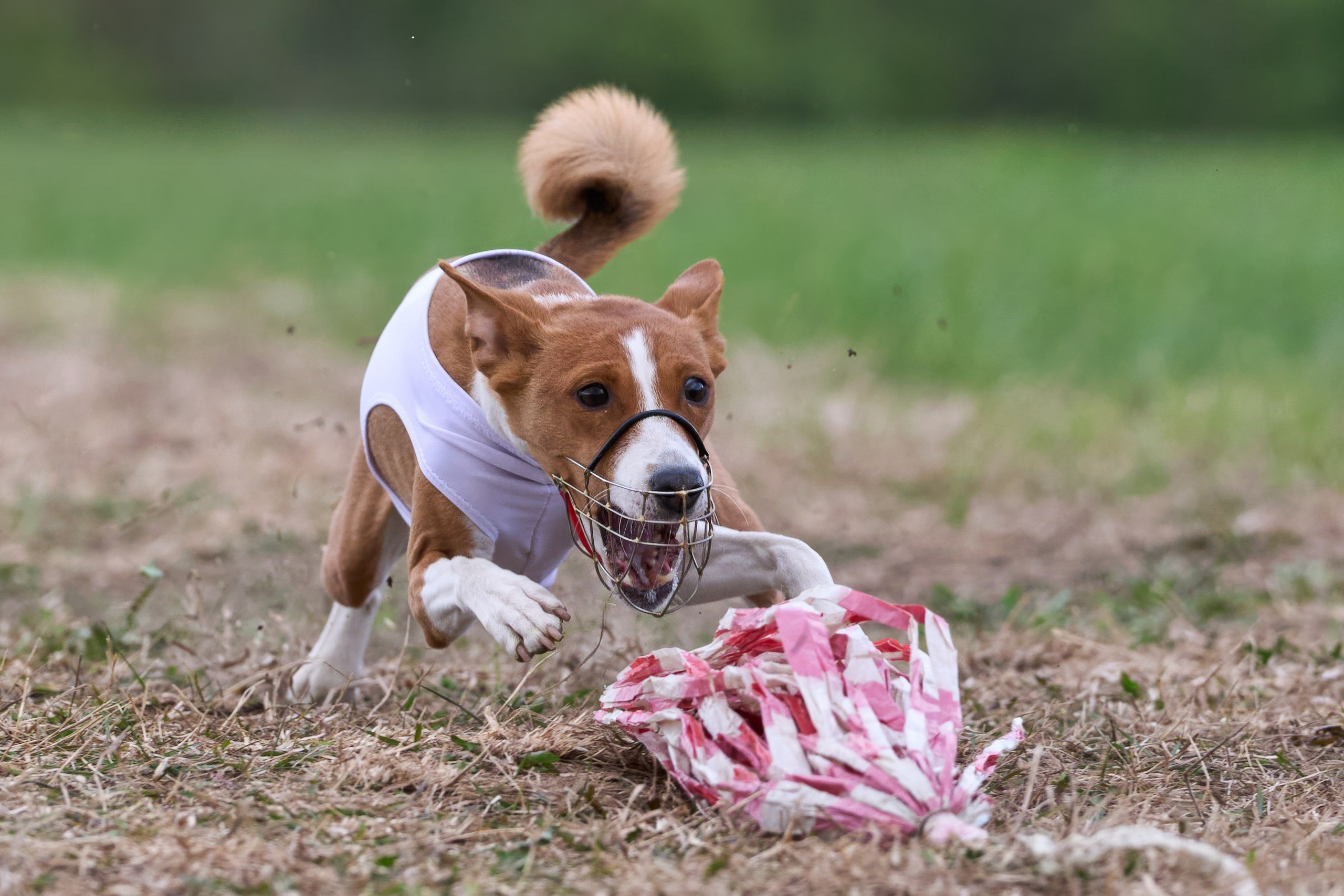 ПЧРКФ по курсингу. Фотограф-анималист Михаил Манухин