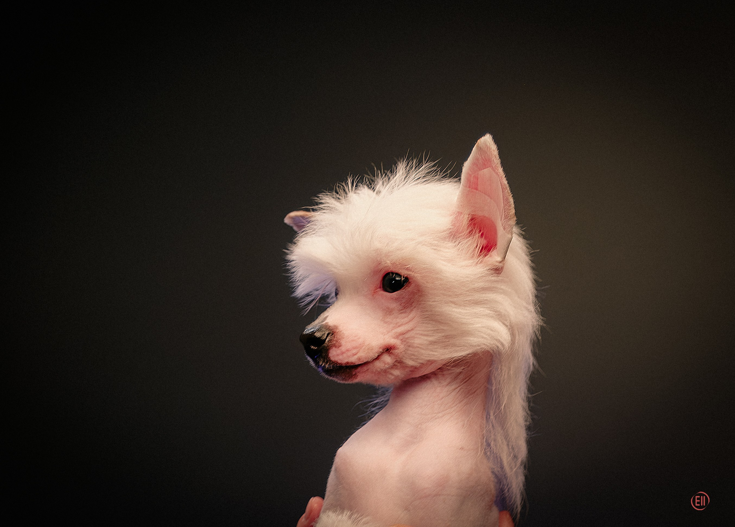 First photo session of the litter “F” of the Laisan Island kennel. Chinese Crested Dog Kennel Poale Ell