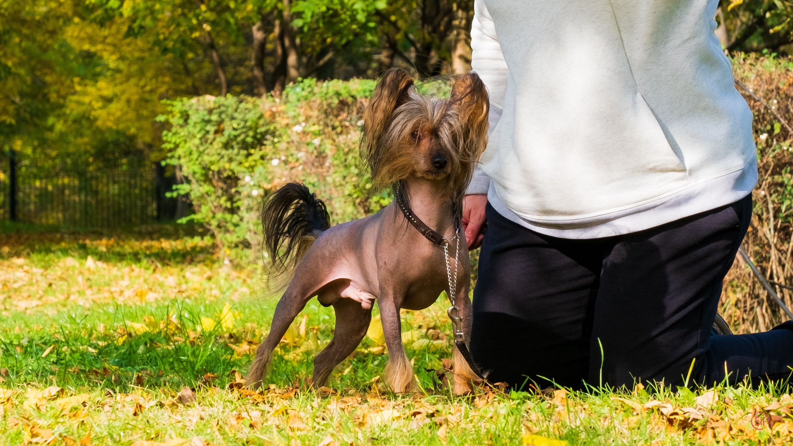 On a walk. Chinese Crested Dog Kennel Poale Ell