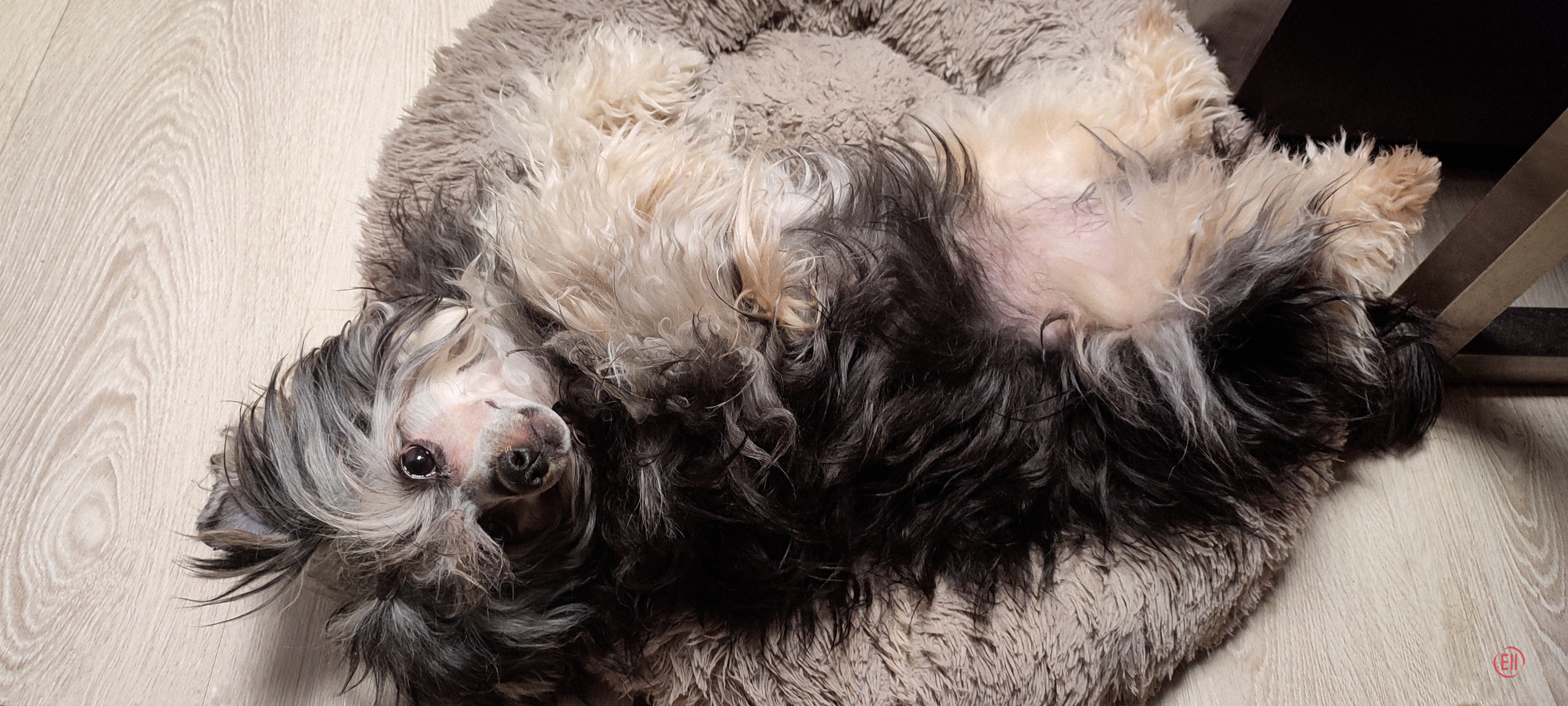 Poale Ell Grace. Poale Ell Chinese Crested Dog Kennel: Buy a puppy from the kennel
