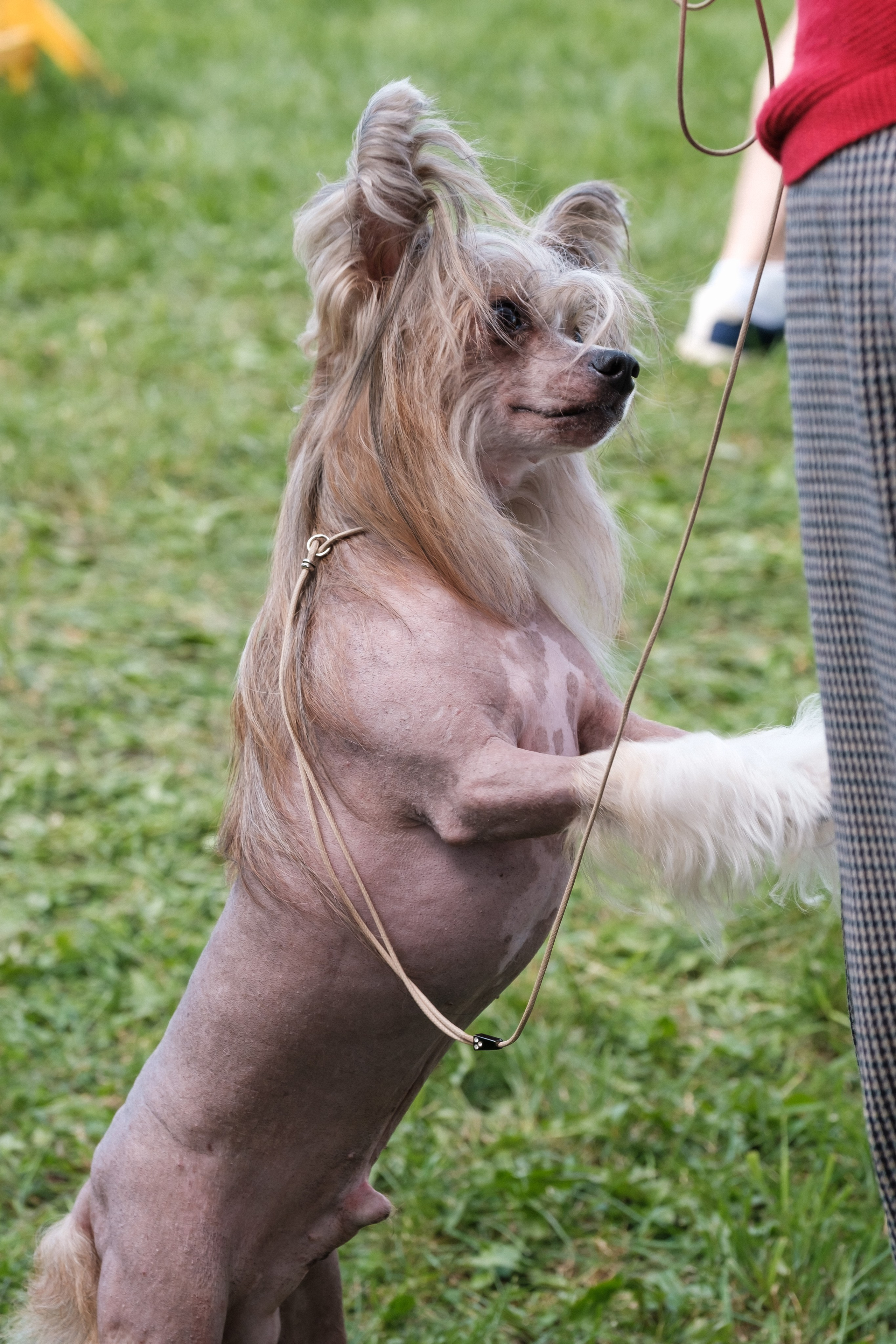 Poale Ell Chester. Питомник китайских хохлатых собак Poale Ell: купить щенка