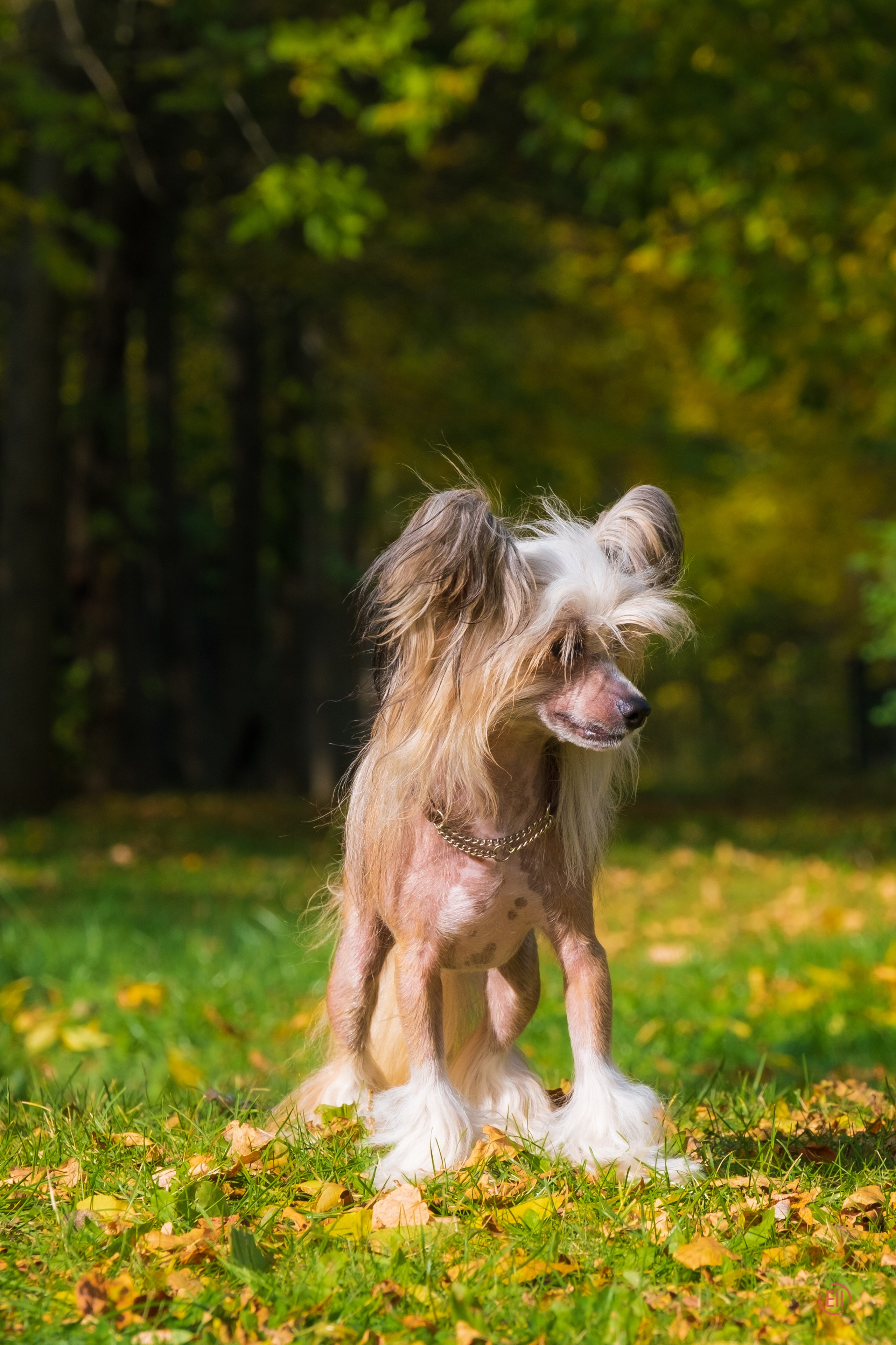 On a walk. Chinese Crested Dog Kennel Poale Ell