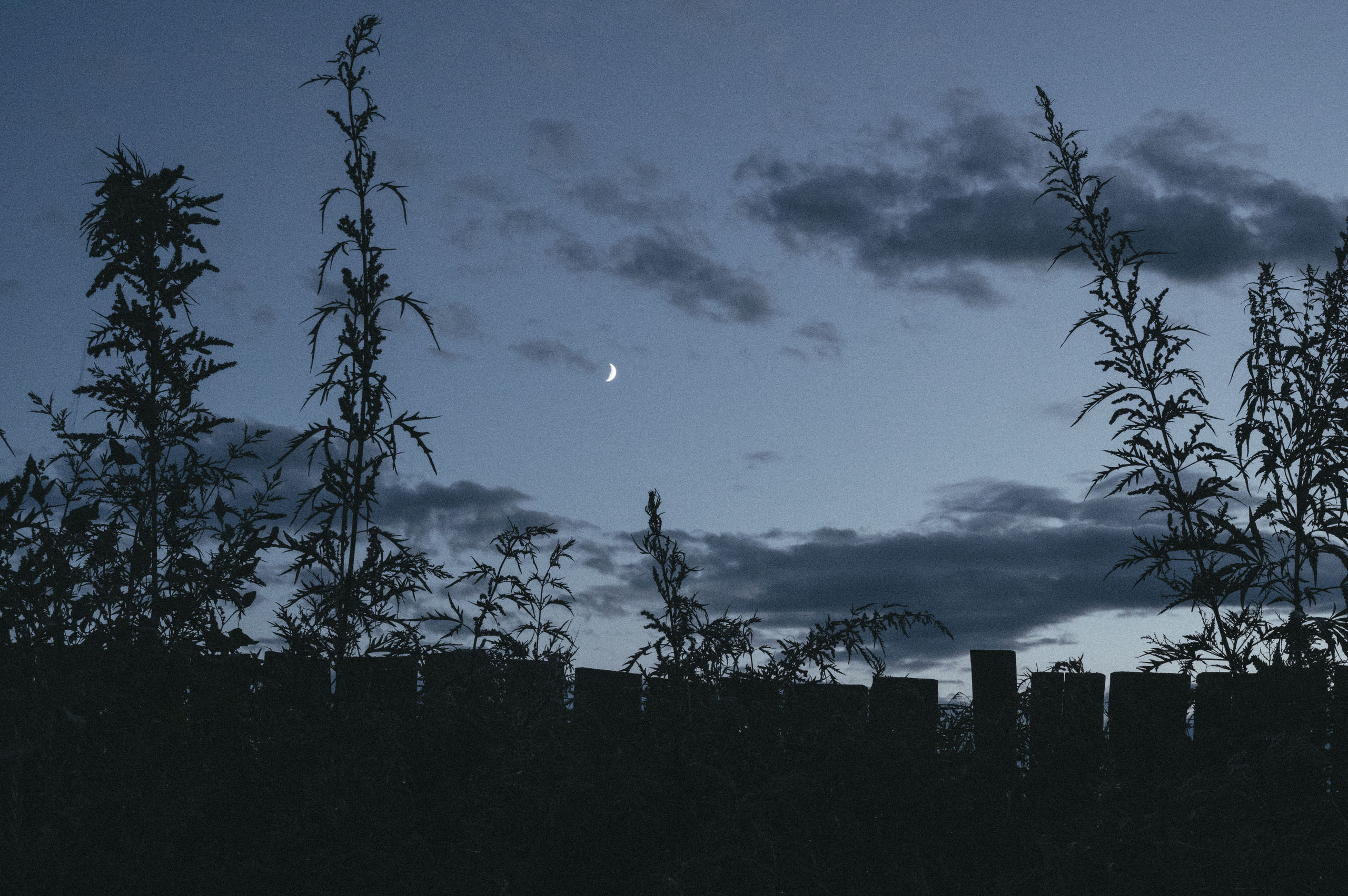 К И К И М О Р А. Никонёнок Анна фотограф