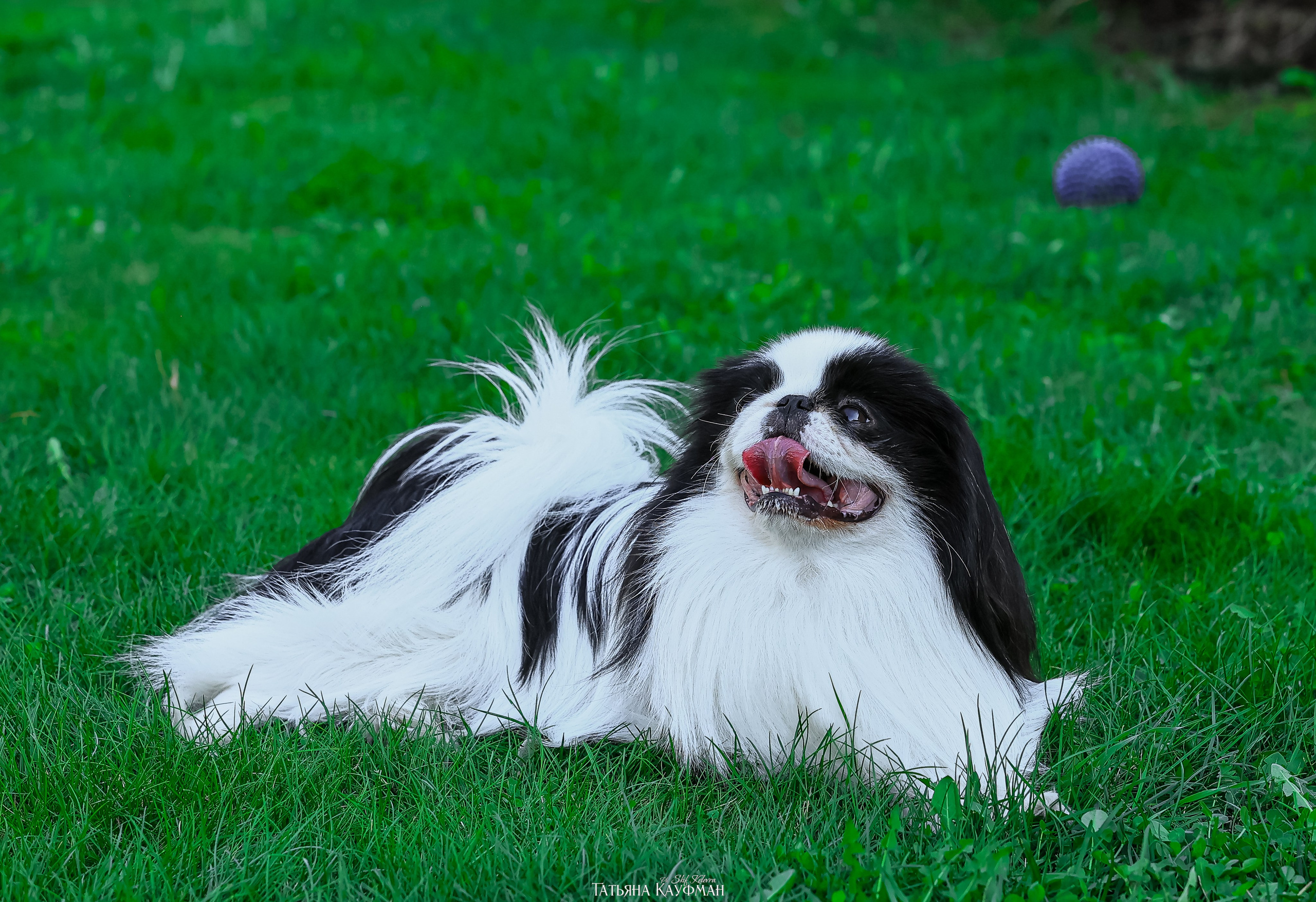 Японский хин, фотография японский хин, собака в цветах, красивая собака, фотограф анималист, фотокурс Анималистика, научиться фотографировать собак, фотограф Новосибирск