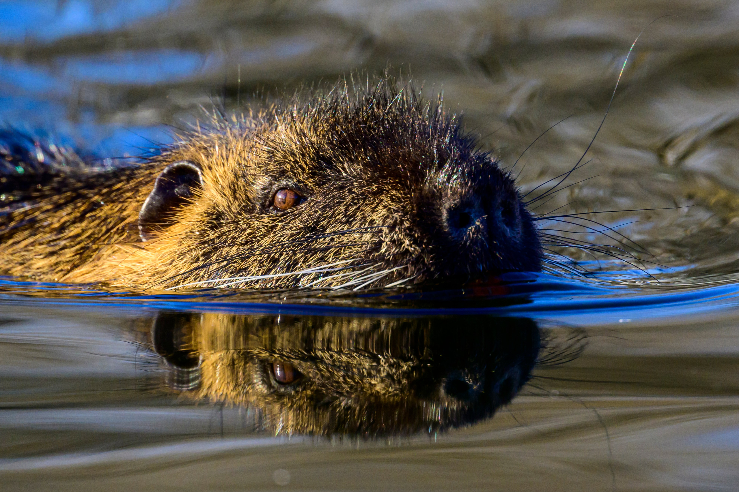 Нырки, пеганки, лебеди. Pochards, shelducks, swans. Wildlife photography by Sergey Puponin