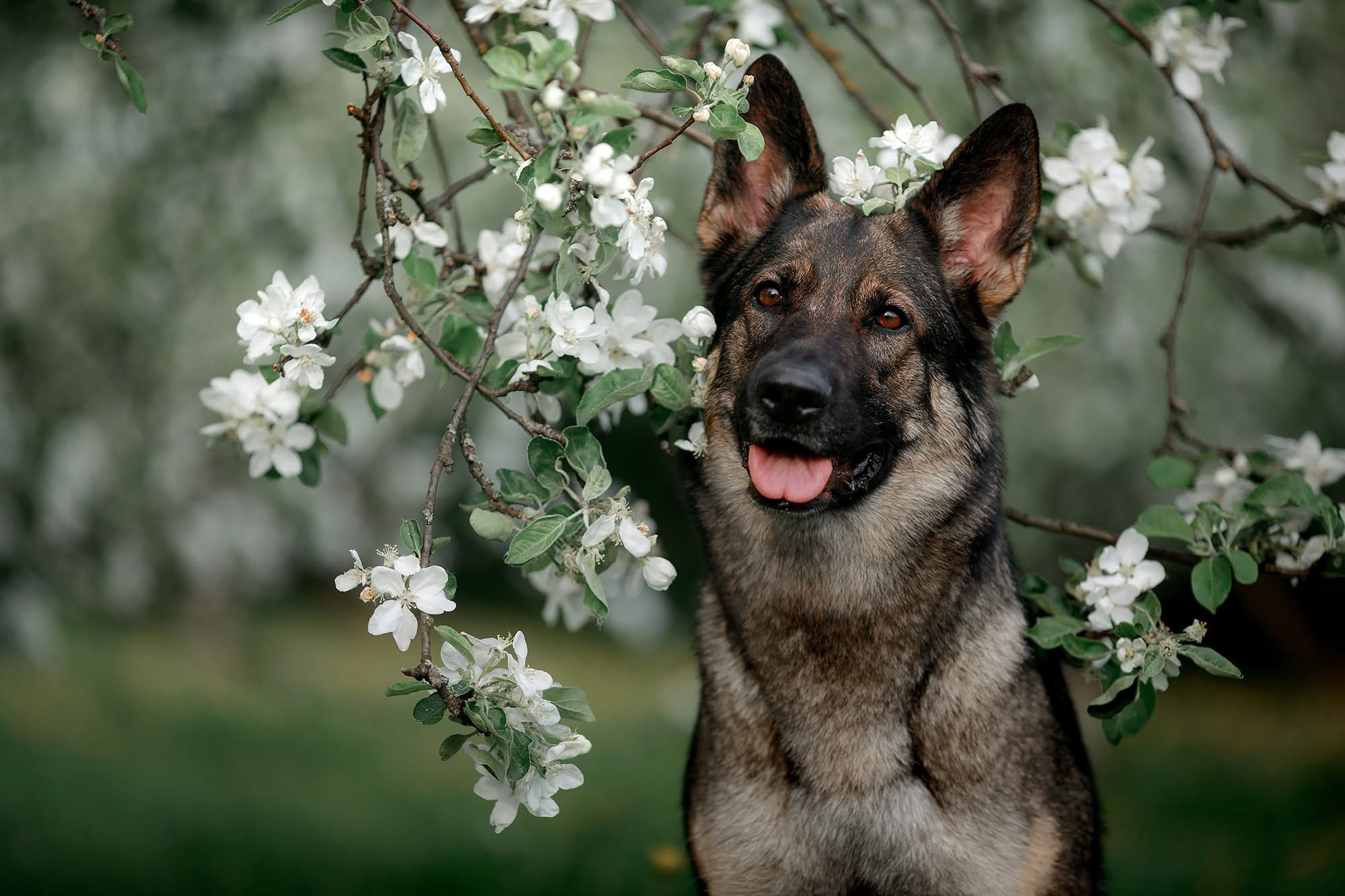Фотограф-анималист Mary Mart — Москва, Питер