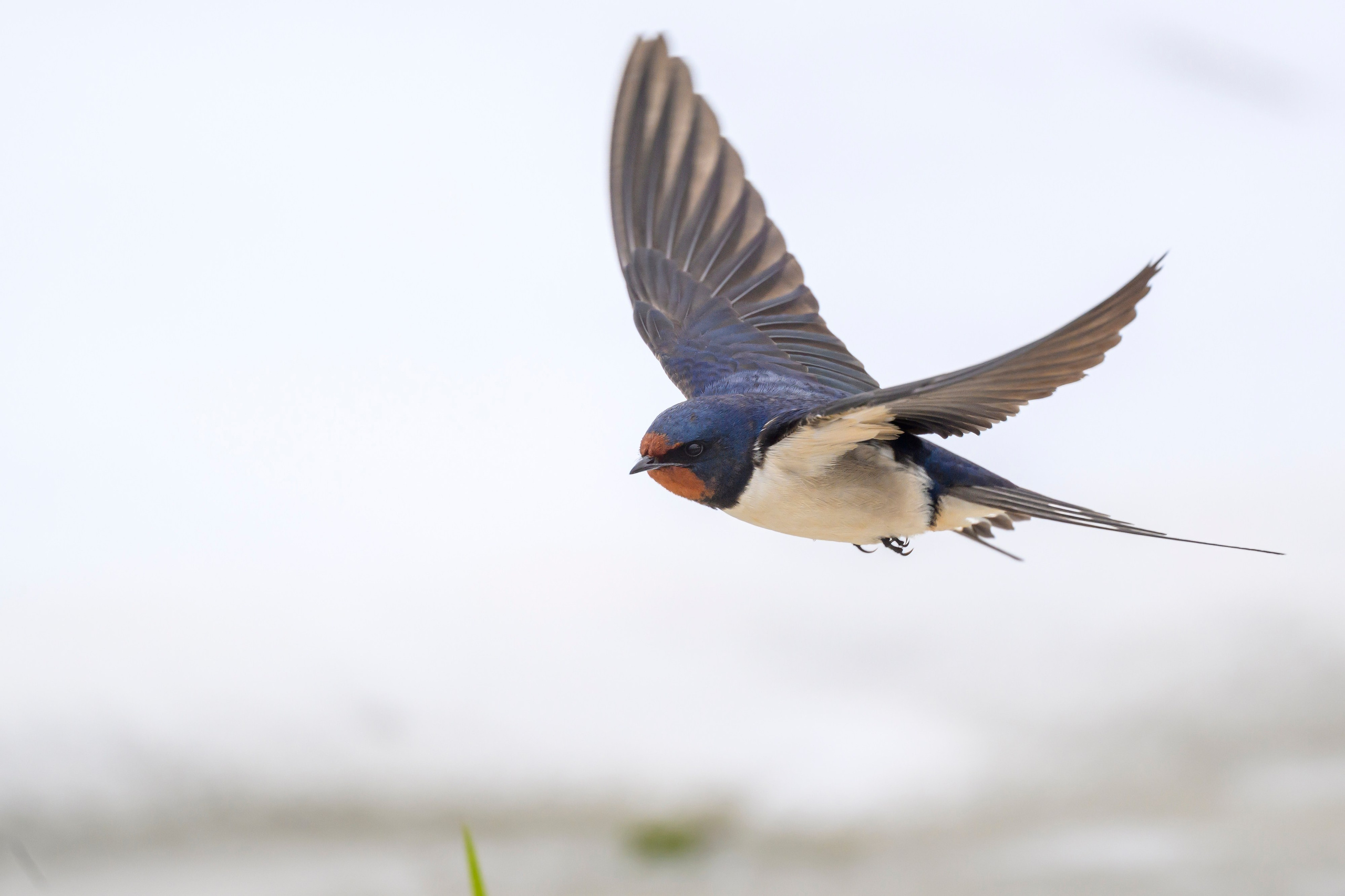 Снегопад. Wildlife photography by Sergey Puponin