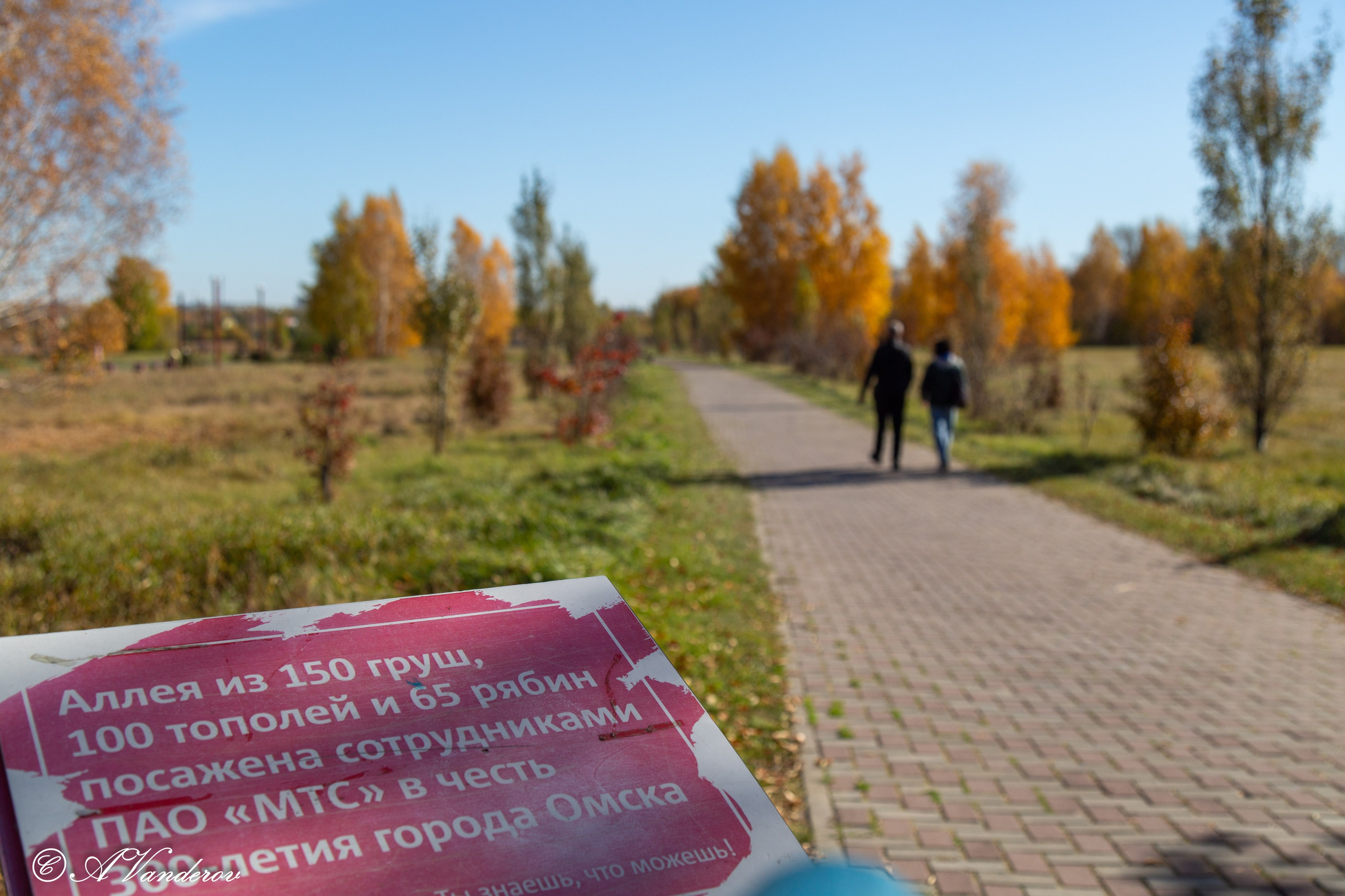 День ходьбы 2024. Фотограф Омск | Александр Вандеров