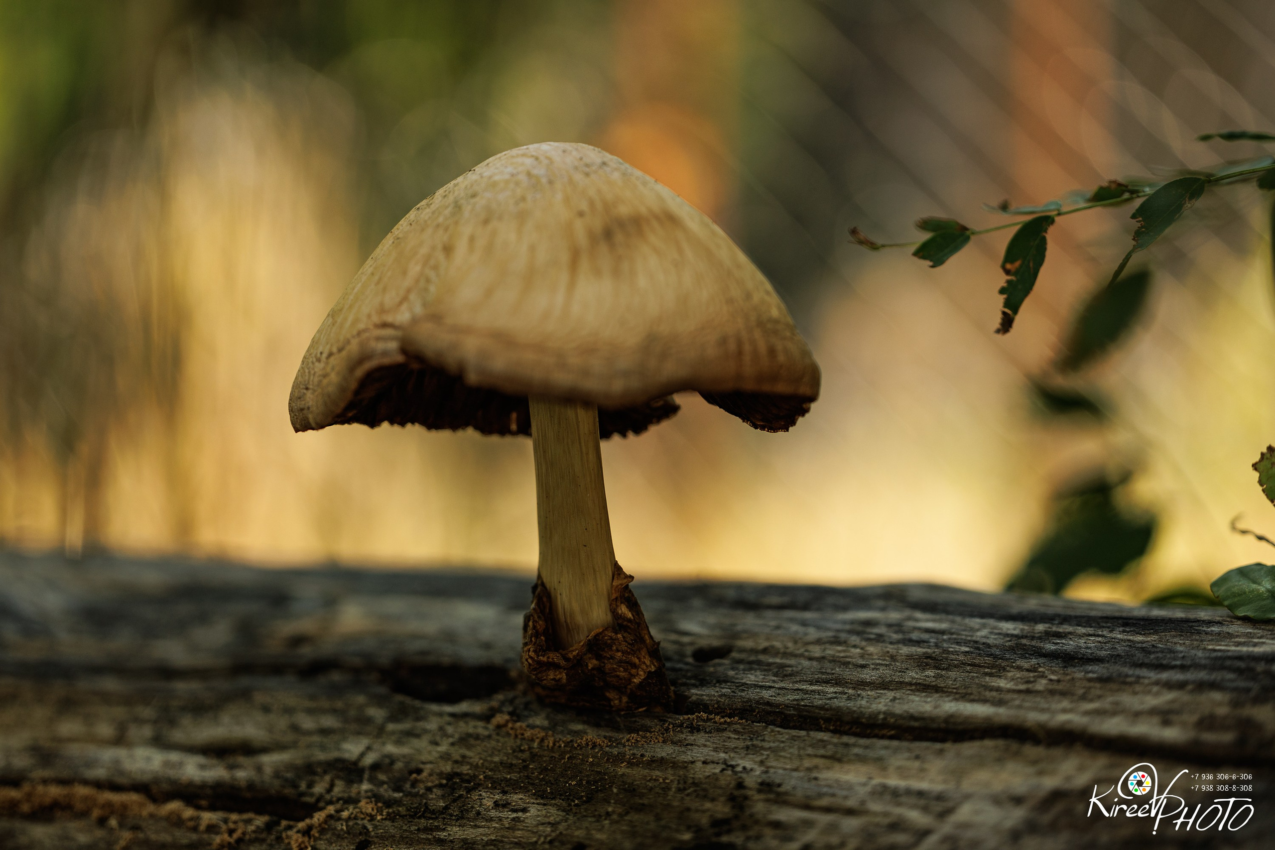 свадебный фотограф москва